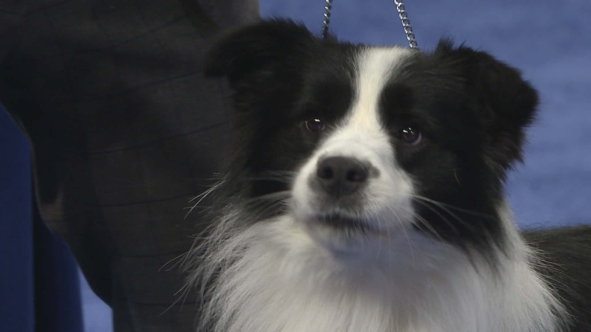 邊境牧羊犬幼犬在草地上嬉戲 壁紙 — 一隻黑白邊境牧羊犬的特寫，擁有富表情的眼睛和蓬鬆的毛髮，專注地向前看。