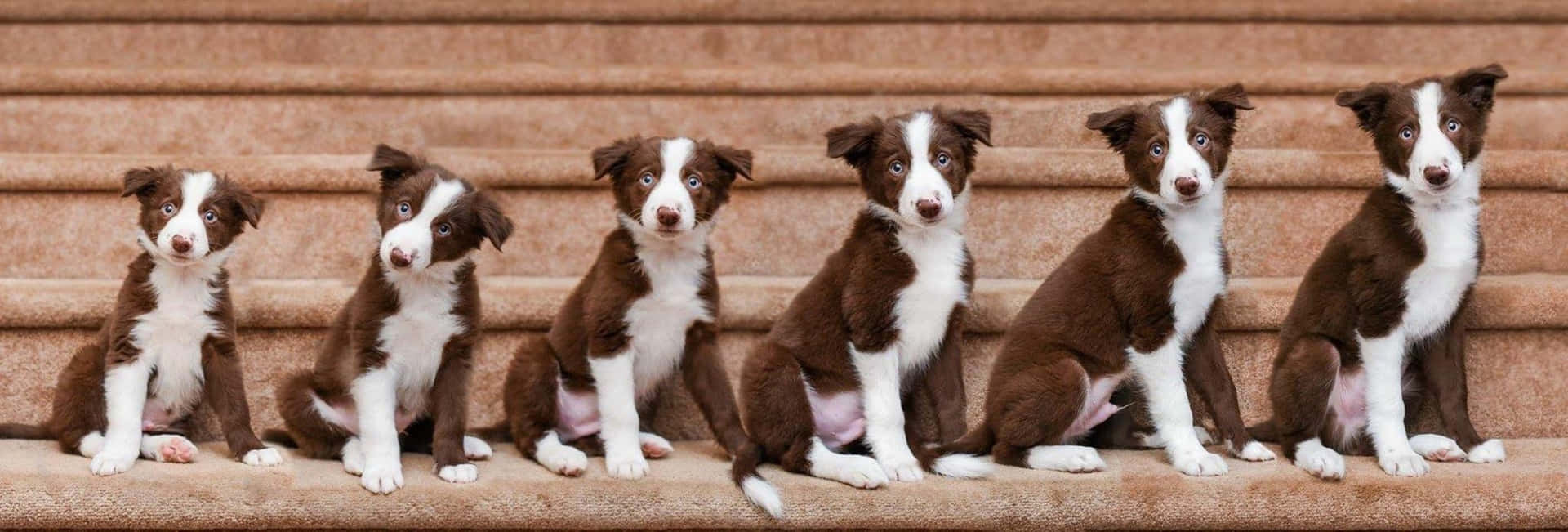 六隻邊境牧羊犬幼犬坐在石階上看著相機 — 可愛狗狗gif 壁紙