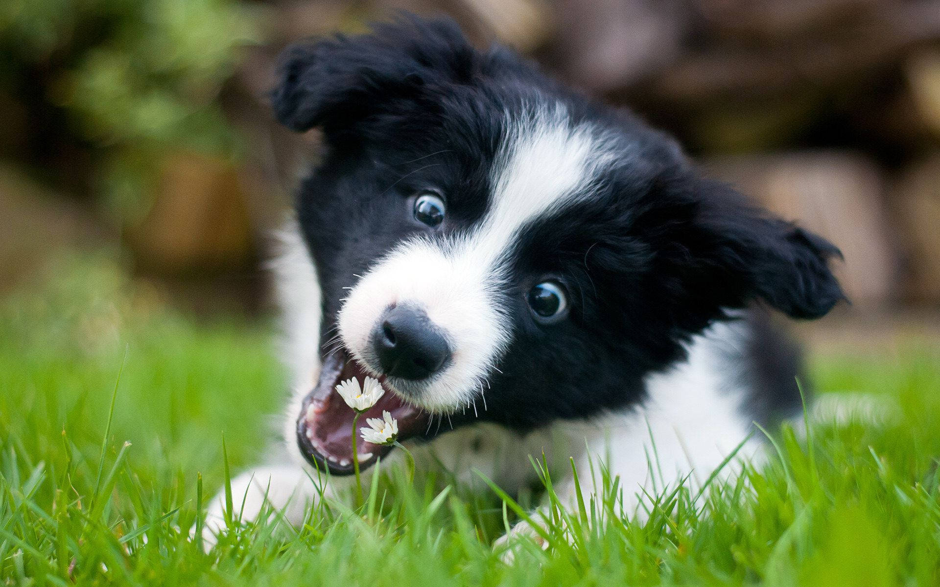 邊境牧羊犬幼犬玩花 壁紙 — 一隻黑白邊境牧羊犬幼犬，有著明亮的藍色眼睛，在鮮綠的草地上頑皮地咀嚼著一朵白色的花。