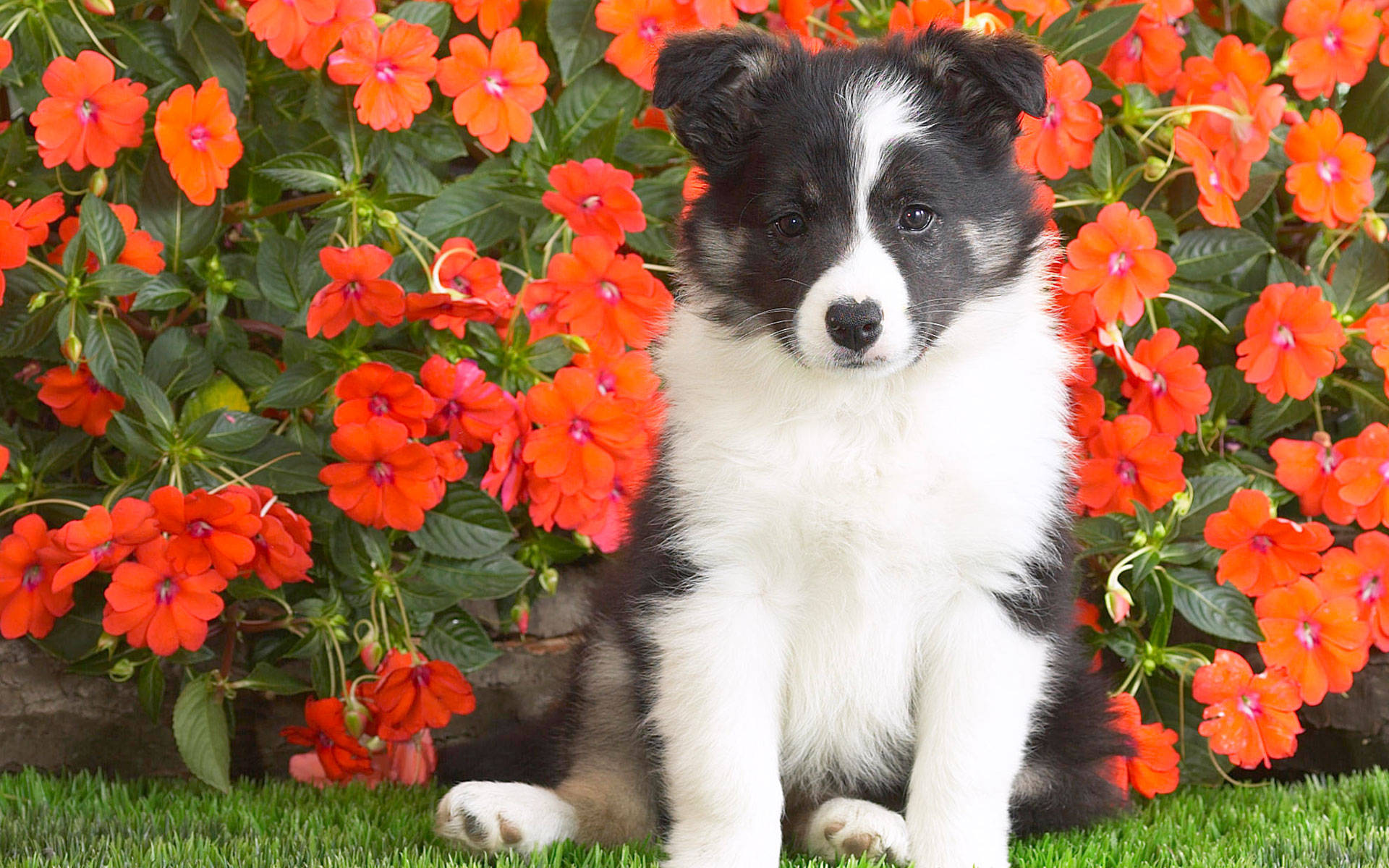 邊境牧羊犬幼犬與太陽花 壁紙 — 一隻黑白小狗專注地坐在綠草上，周圍環繞著鮮豔的橙色花朵。