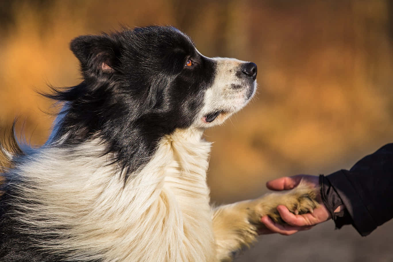 邊境牧羊犬與人牽手圖 壁紙 — 一隻黑白邊境牧羊犬輕輕地將爪子放在人類手中，背景是溫暖的金色模糊。