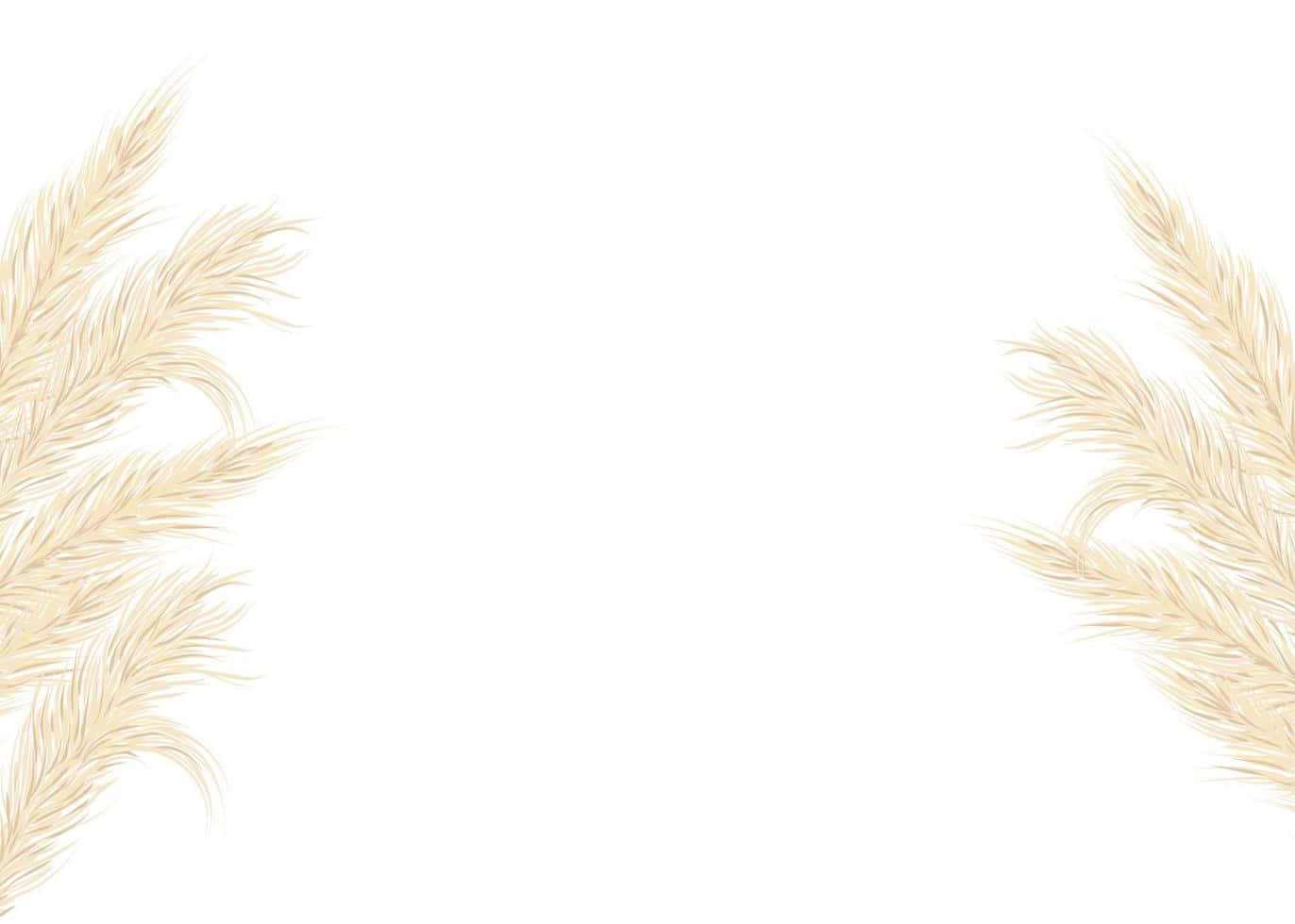 邊緣 Pampas Grass 背景 壁紙 — 精緻的米色蒲葦羽狀花序在純白背景上框住對角。