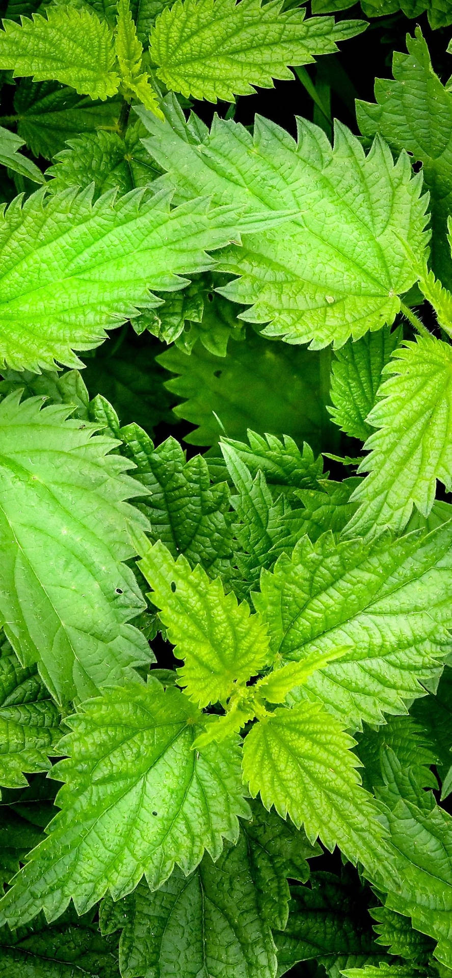 翠綠蕁麻葉的特寫，葉緣呈鋸齒狀。