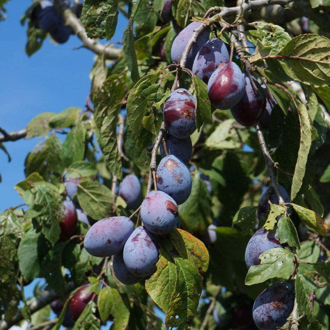 部分覆蓋果粉的 Damson 梅子 壁紙 — 成熟的紫色李子沉甸甸地掛在陽光照耀的樹枝上，周圍是茂密的綠葉，映襯著清澈的藍天。