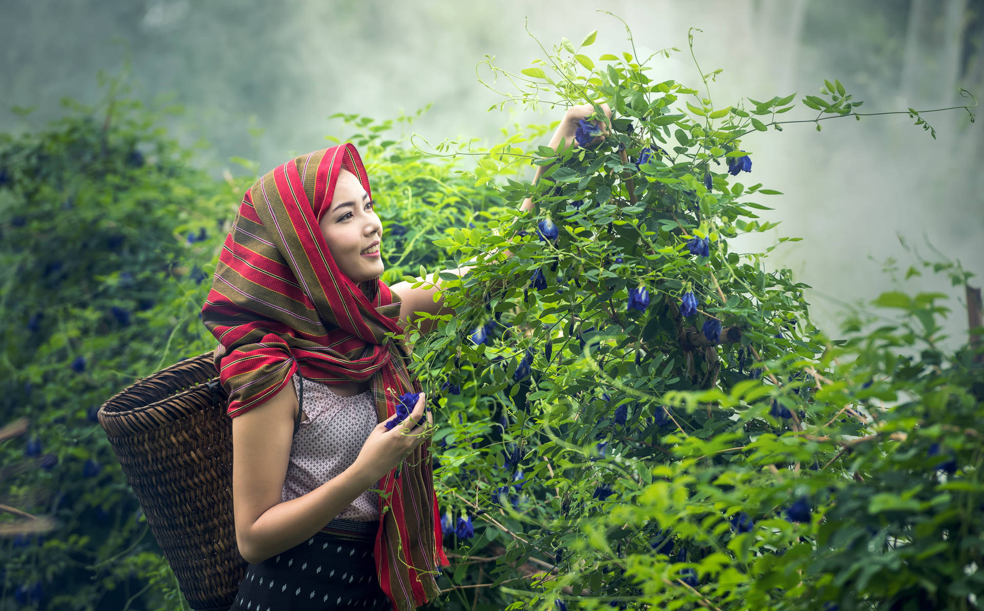 女性在霧氣繚繞的瀑布附近，背著籃子採摘藍色花朵。