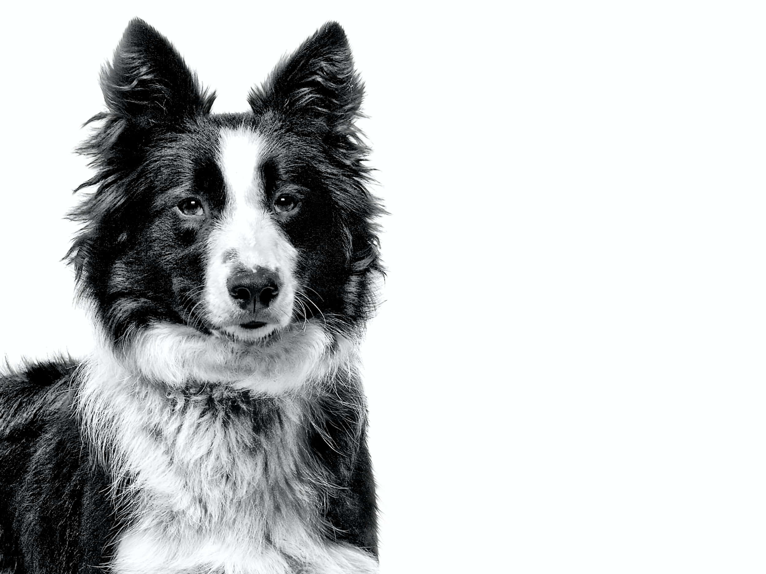 鄉村悠閒生活 壁紙 — 一張引人注目的黑白肖像，邊境牧羊犬豎起警覺的耳朵，眼神專注，背景為純白色。