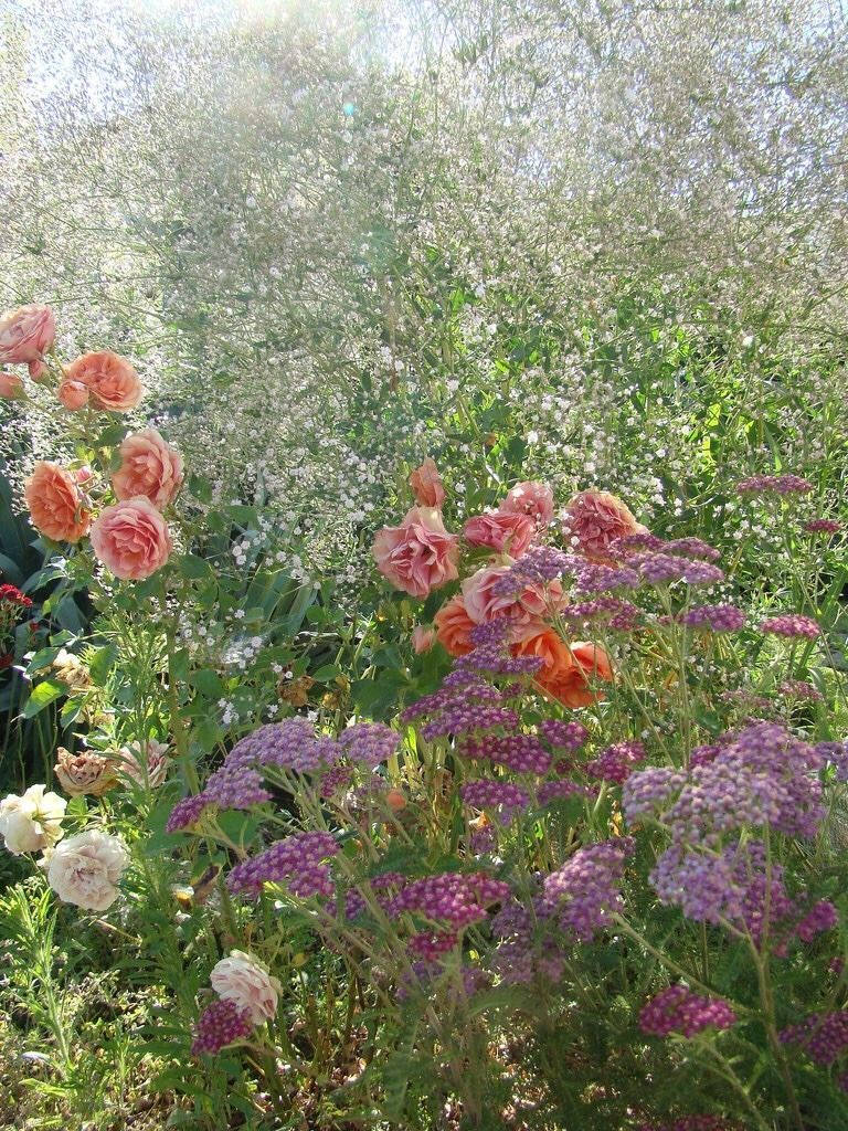 一個陽光明媚的花園，充滿了粉紅玫瑰、紫色西洋蓍草和白色滿天星花朵。