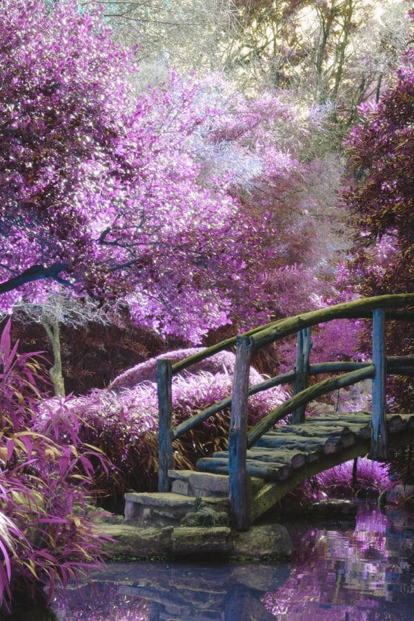 一座木橋穿過花園中的小溪，花園裡開滿了紫色的花朵和樹木。