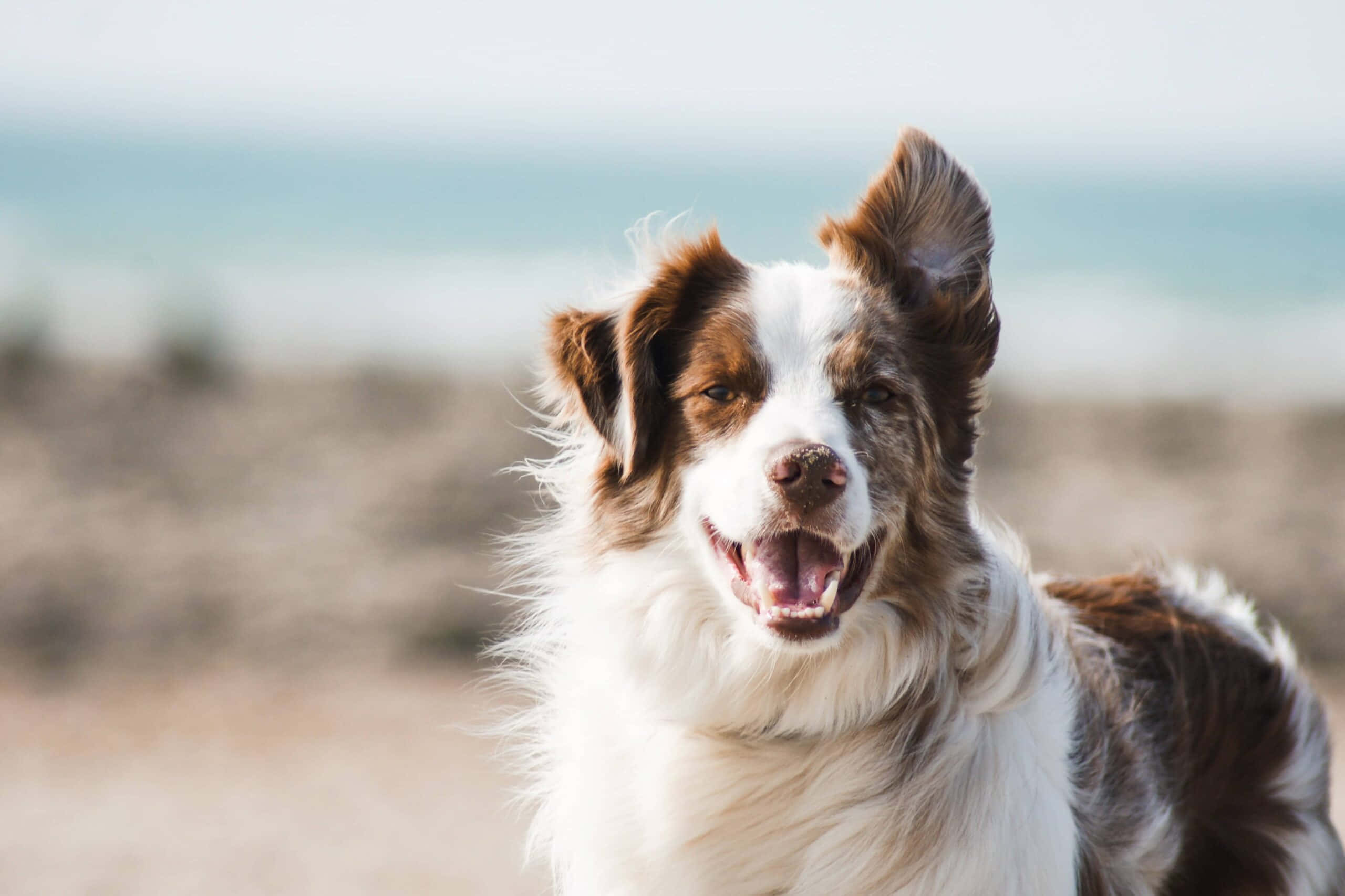 鄉間美麗的邊境牧羊犬 壁紙 — 一隻快樂的棕白色邊境牧羊犬，豎起耳朵，張開嘴巴，在陽光明媚的海灘上對著鏡頭微笑。