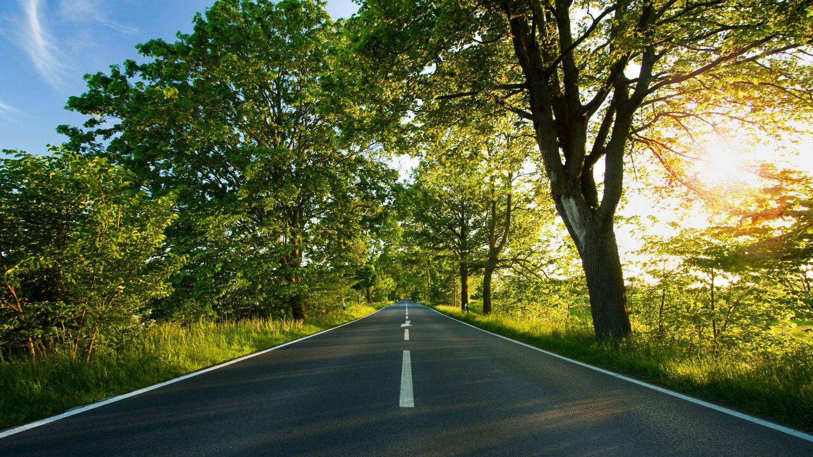 一條蜿蜒的道路穿過陽光明媚的森林，兩旁有高大的樹木和綠草。