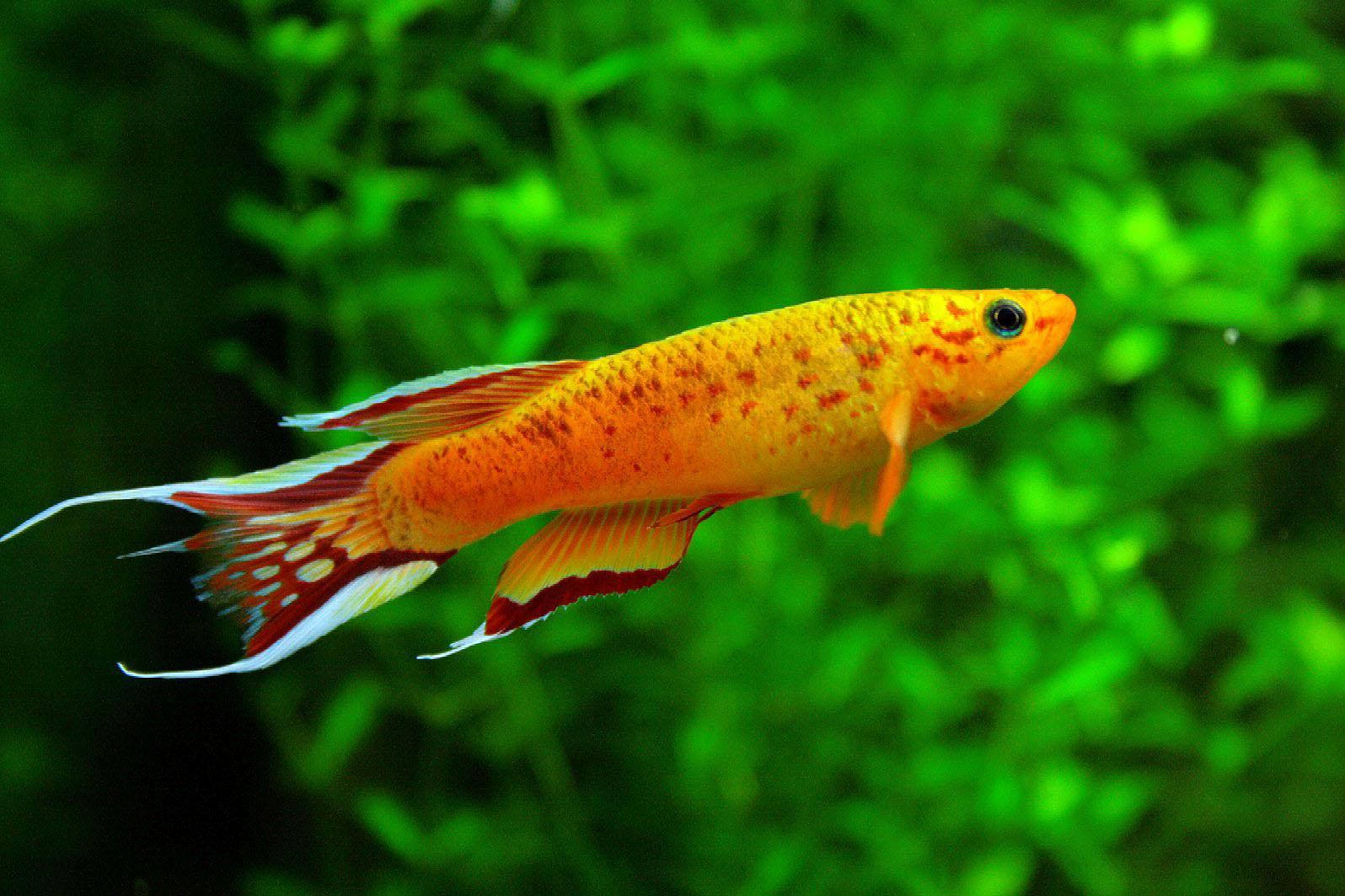 酷橙色魚 壁紙 — 一條充滿活力的橙色魚，帶有紅色和白色的魚鰭，優雅地游過茂密的綠色水生植物。