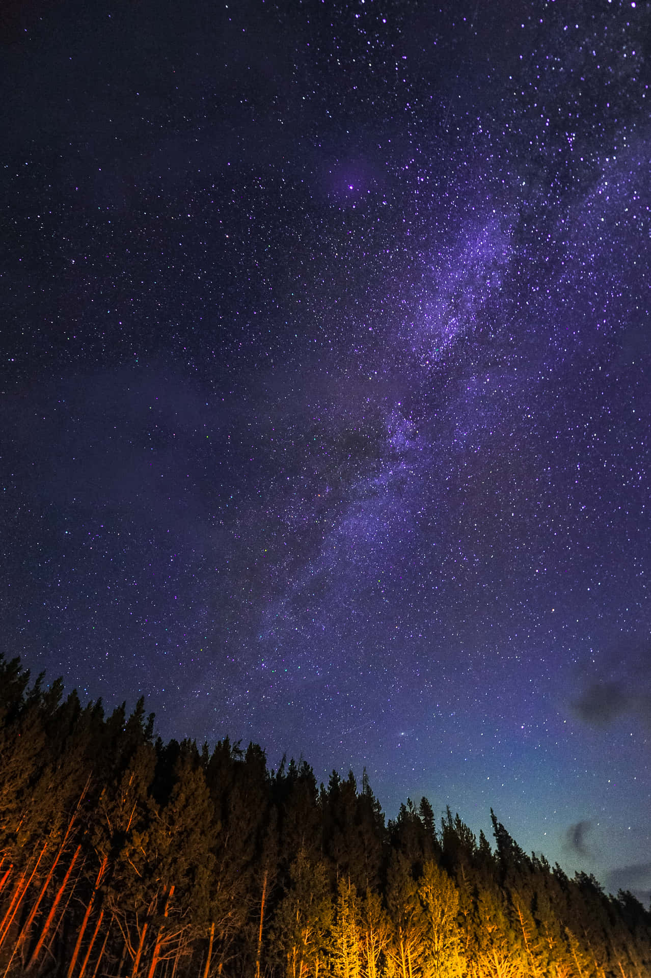黑暗森林上方帶有紫色銀河的星空夜空。