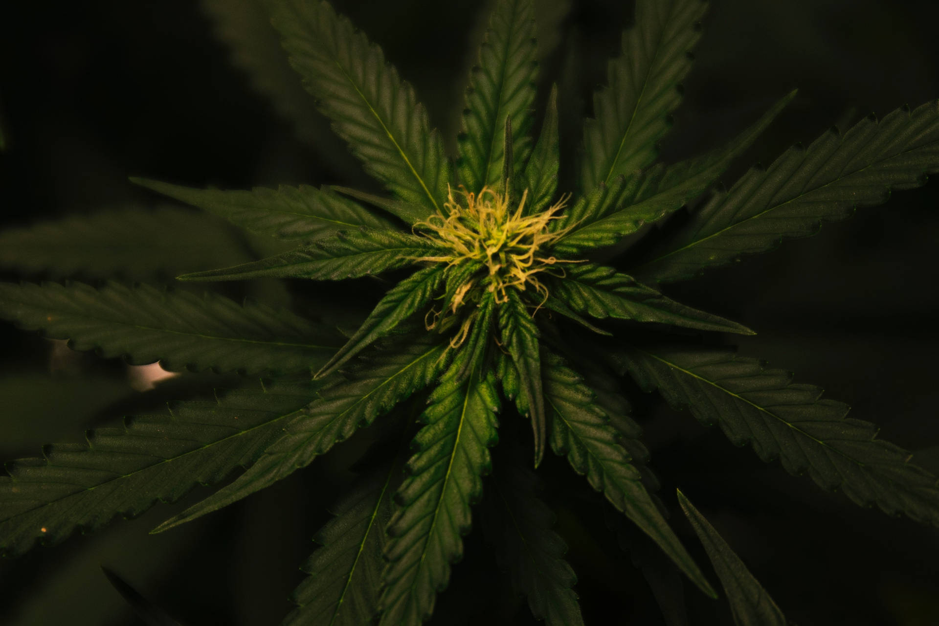在黑暗環境中，具有綠色葉子和黃色中心的大麻植物