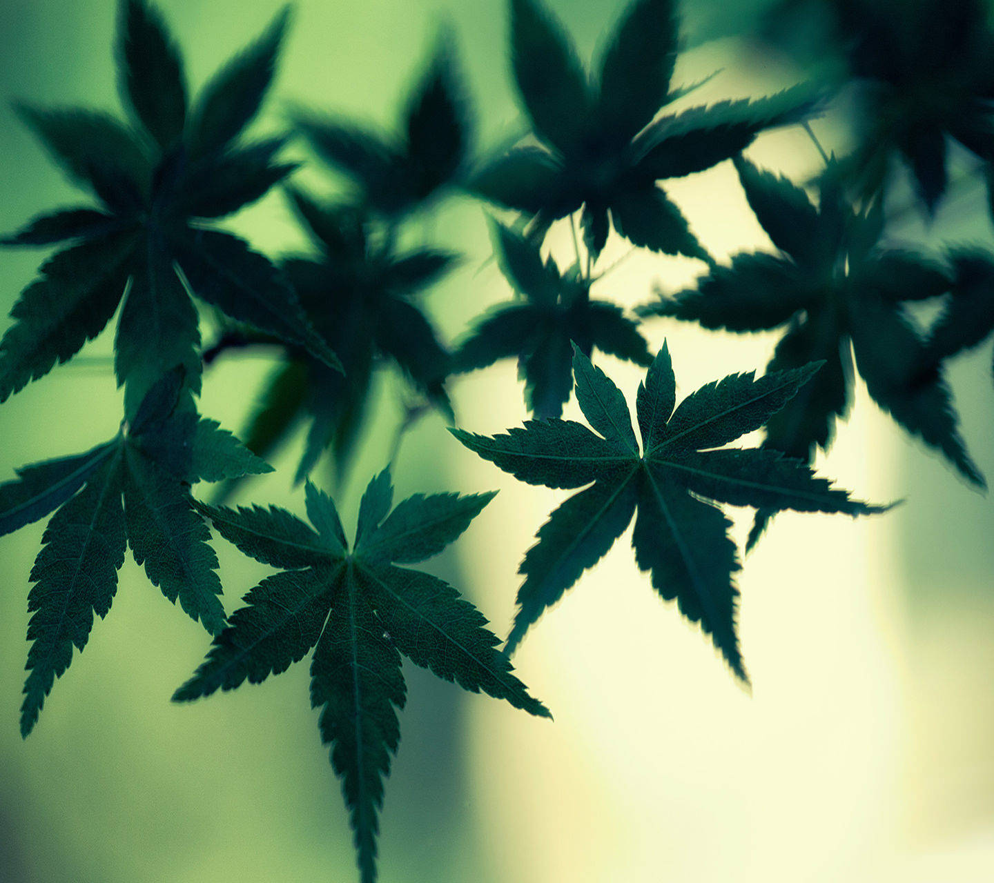 在柔和發光背景下的剪影楓葉。
