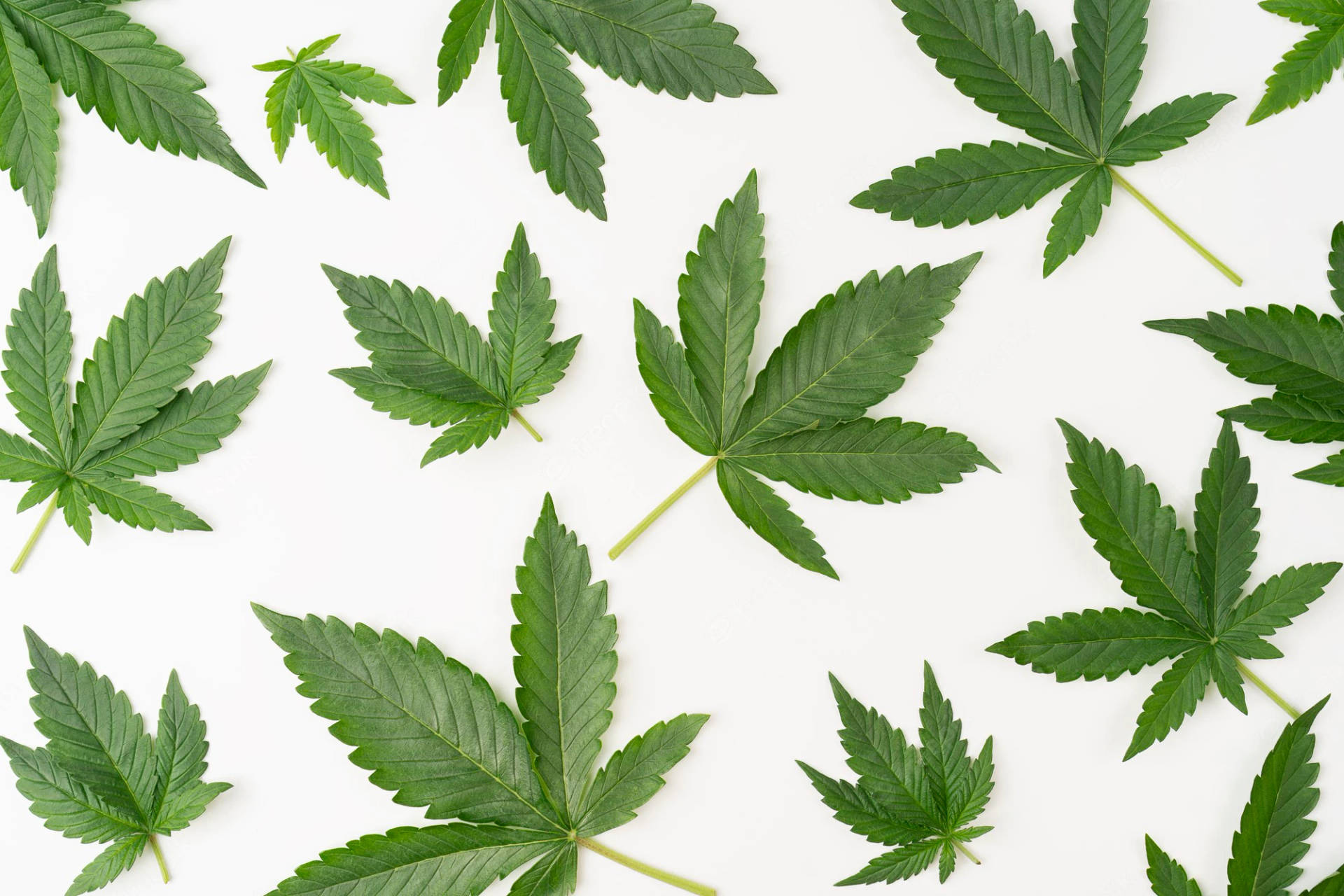 新鮮綠色大麻葉排列在白色表面上。