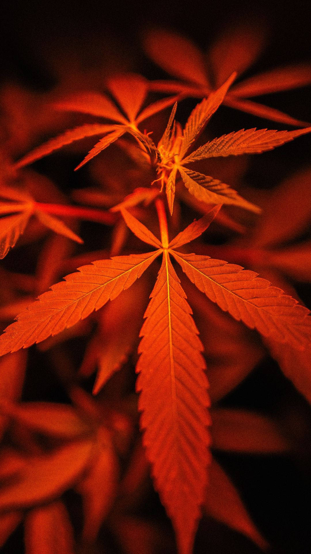 在黑暗背景前發光的橙色大麻葉特寫。