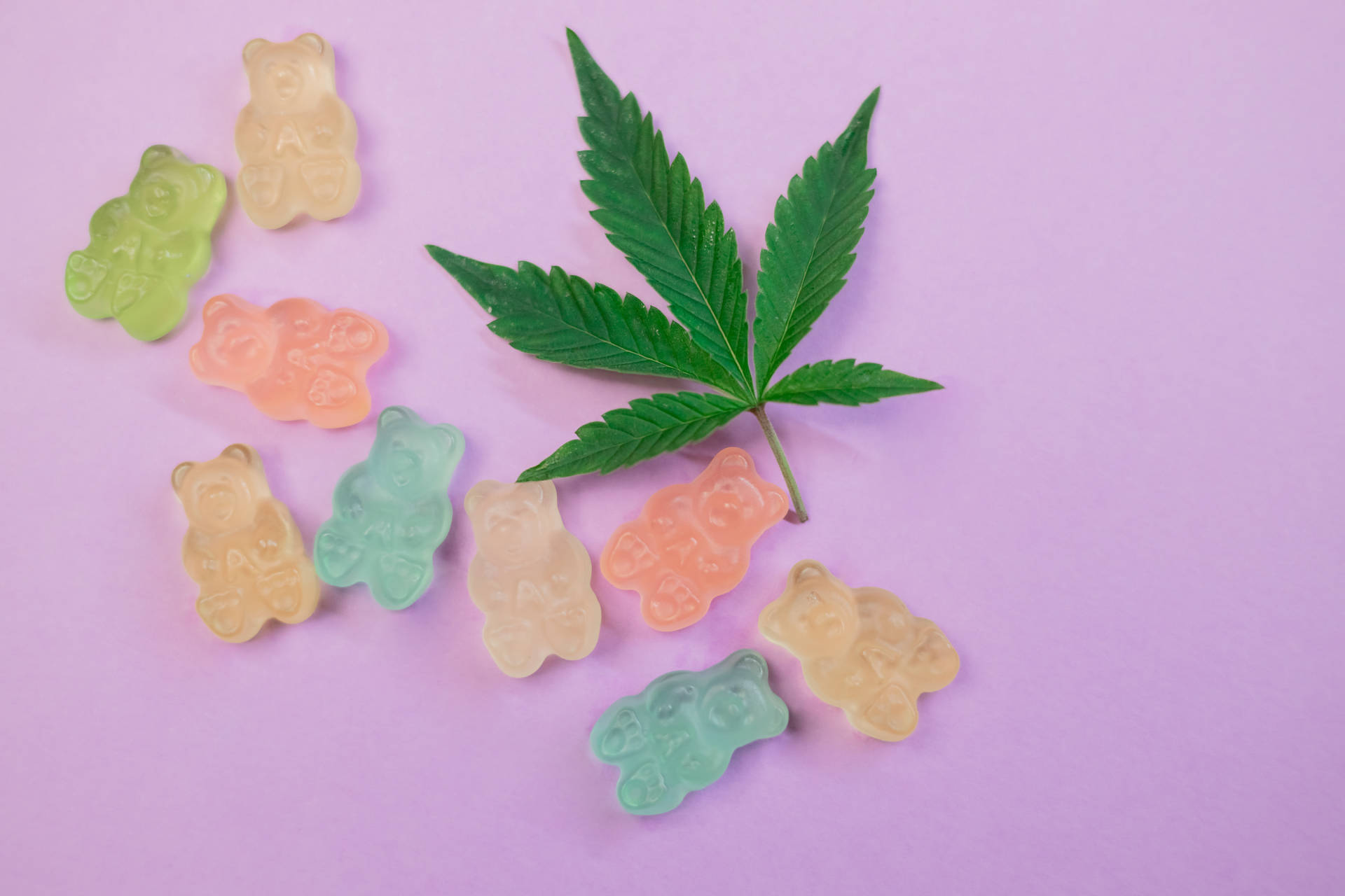 軟糖熊和大麻葉在紫色背景上