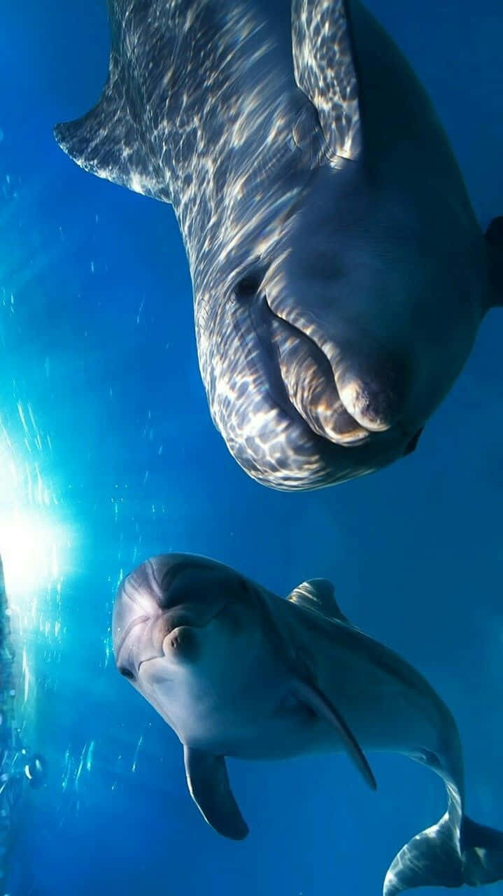 兩條海豚在水中游動，陽光穿過海面。