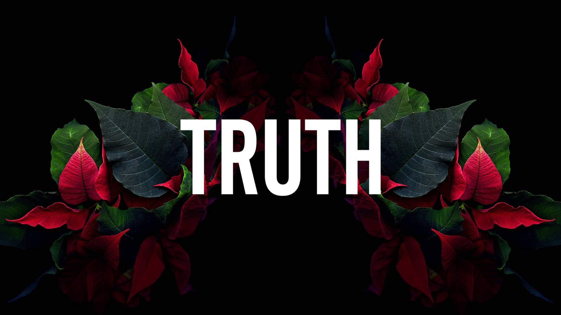 黑色背景上，白色字母「truth」被紅色聖誕紅花和綠葉包圍。