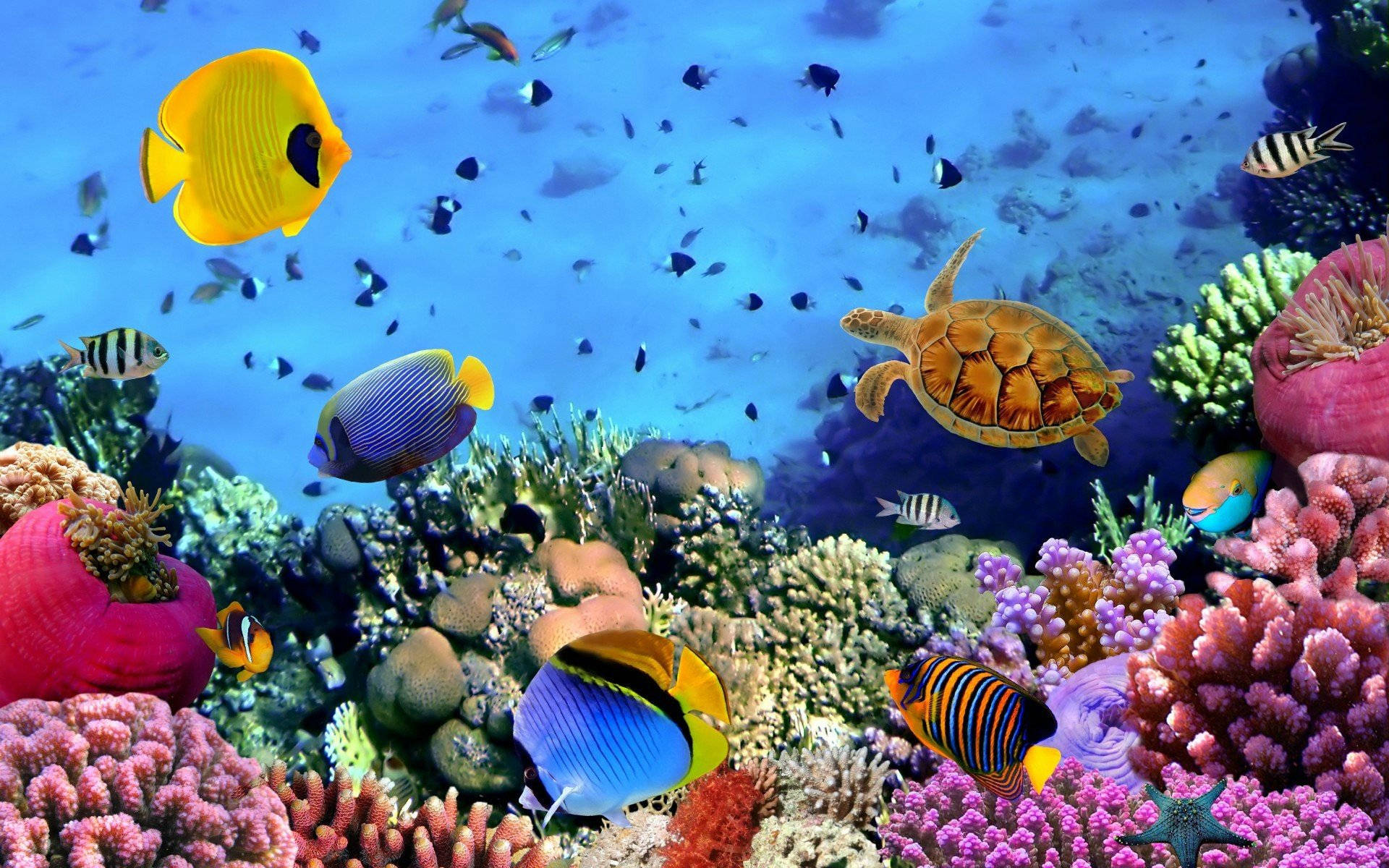 酷炫魚群與珊瑚礁 壁紙 — 色彩繽紛的熱帶魚和海龜在清澈的藍色海水下穿過色彩斑斕的珊瑚礁。