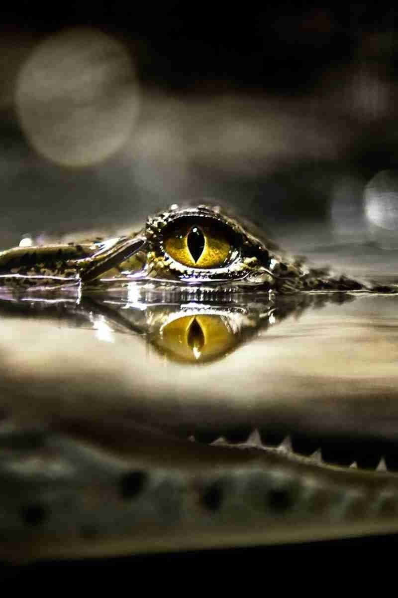 酷炫黃眼鱷魚圖 壁紙 — 鱷魚強烈的黃色眼睛從黑暗的水中窺視，下方有完美倒影的特寫。