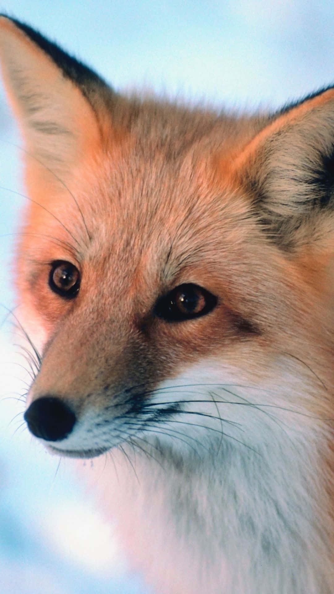 一隻在雪地環境中，擁有橙色毛髮和深色眼睛的紅狐。