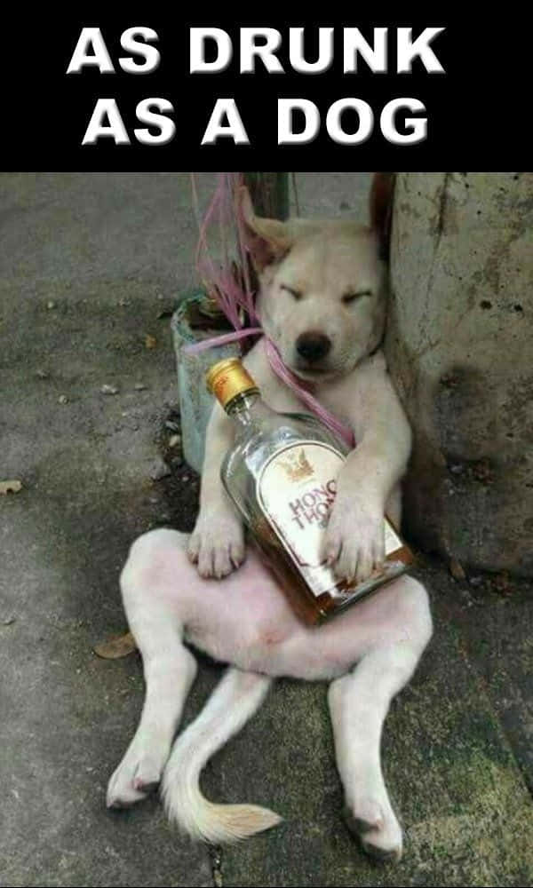 醉倒狗狗搞笑圖 壁紙 — 一隻淺色狗在混凝土上熟睡，同時緊握著一瓶波本威士忌，頸上繫著粉紅色絲帶。