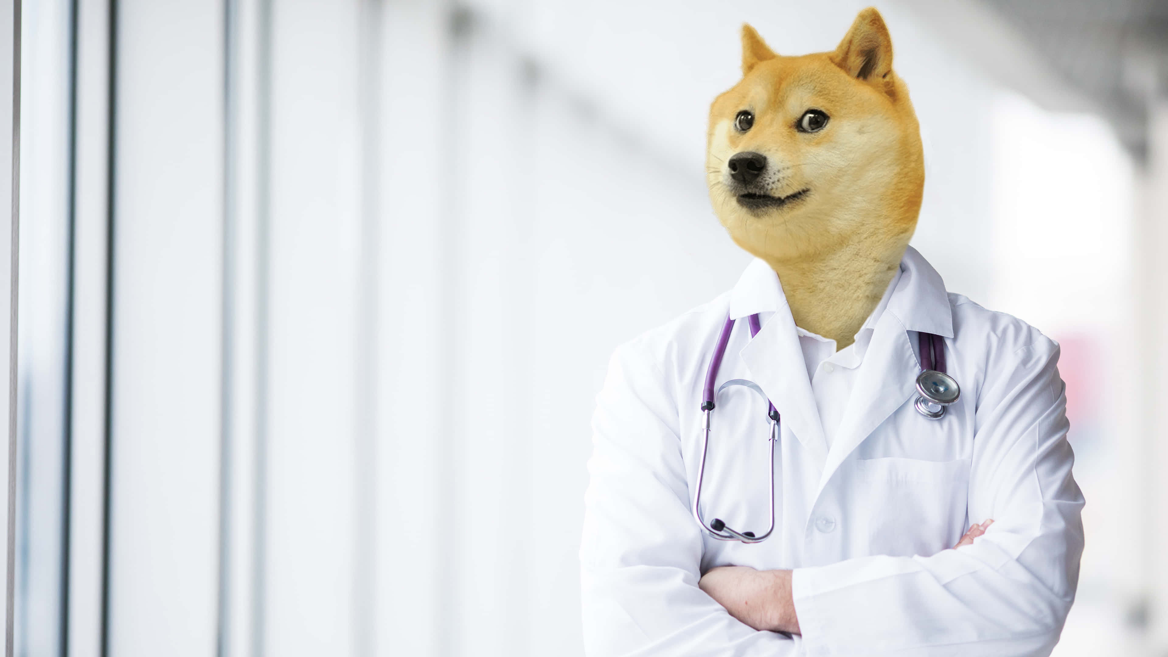 醫生狗狗在行動 壁紙 — 一個狗頭人身的角色，身穿白色實驗室外套，掛著聽診器，在明亮的臨床環境中自信地交叉雙臂站立。