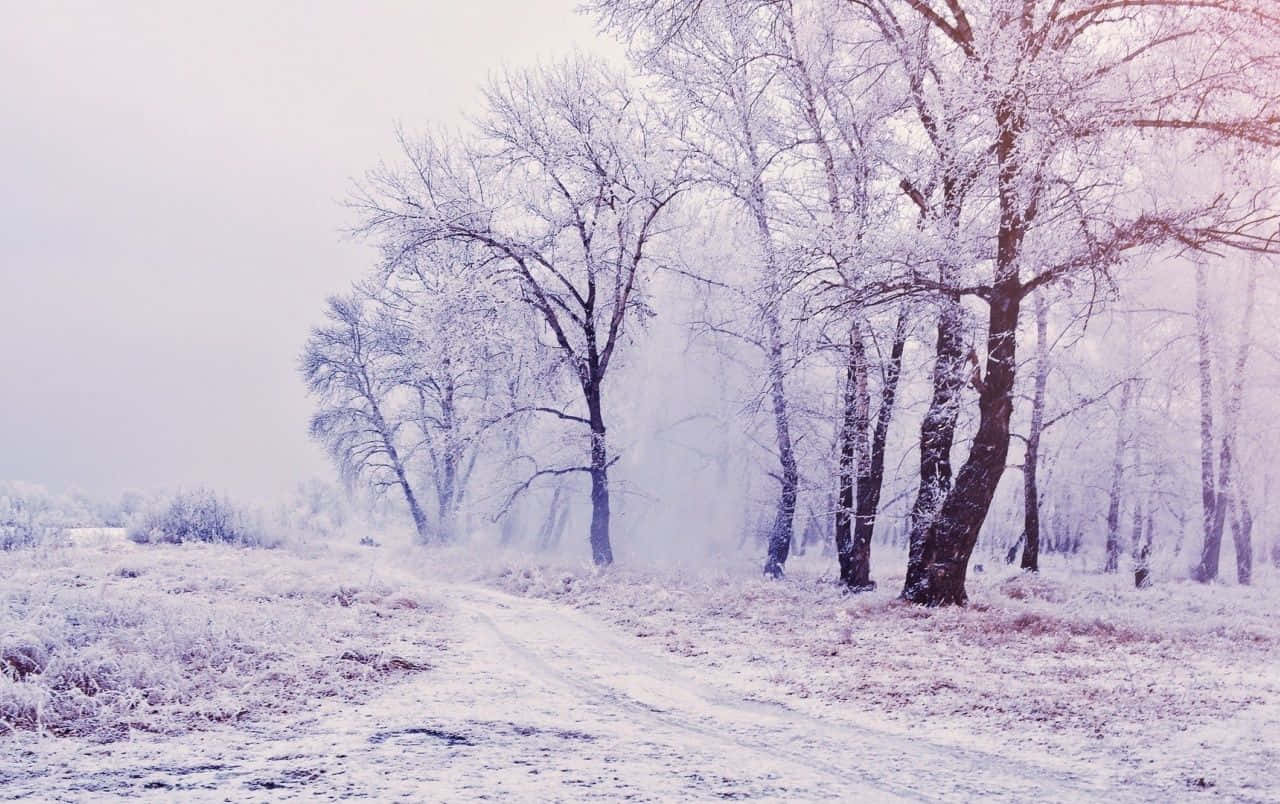 釋放你的夢想 壁紙 — 一條結霜的冬日小徑蜿蜒穿過白雪覆蓋的樹木，天空朦朧帶紫。