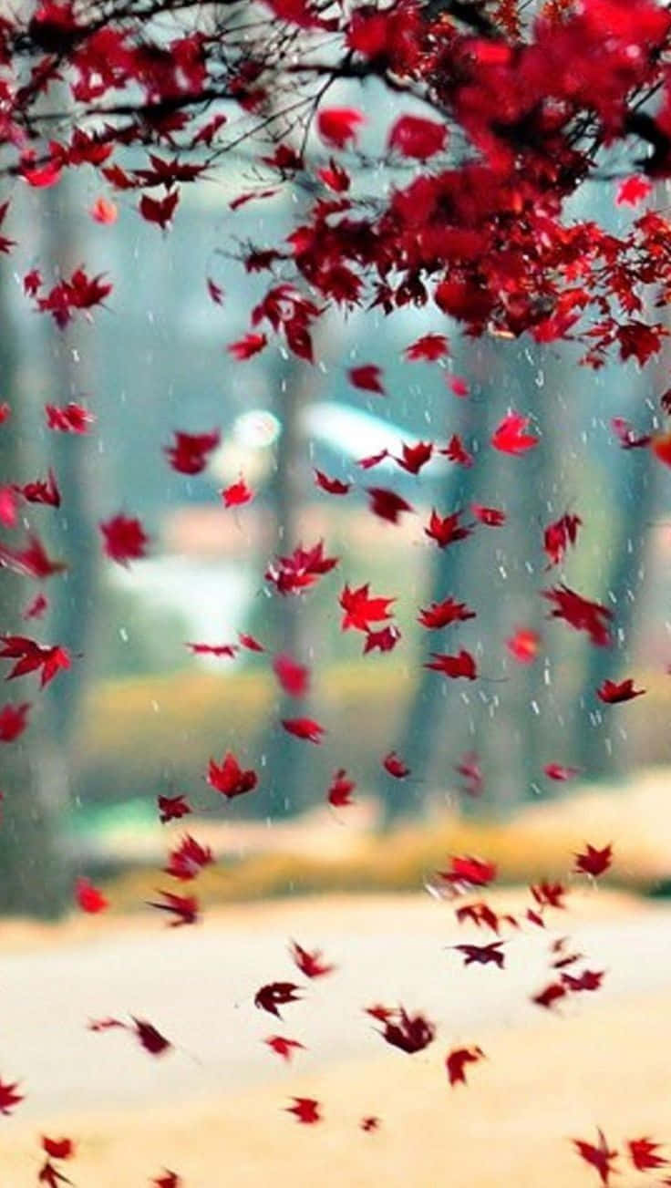 紅楓葉在雨中飄落，背景是模糊的森林。