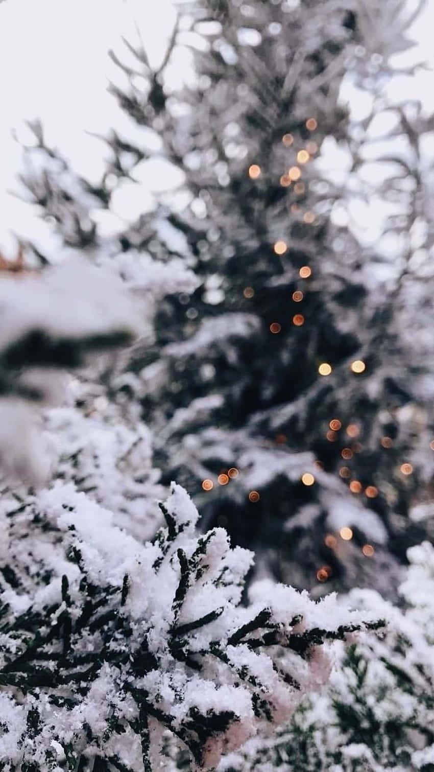 白雪覆蓋的松樹枝條特寫，背景有溫暖發光的燈光。