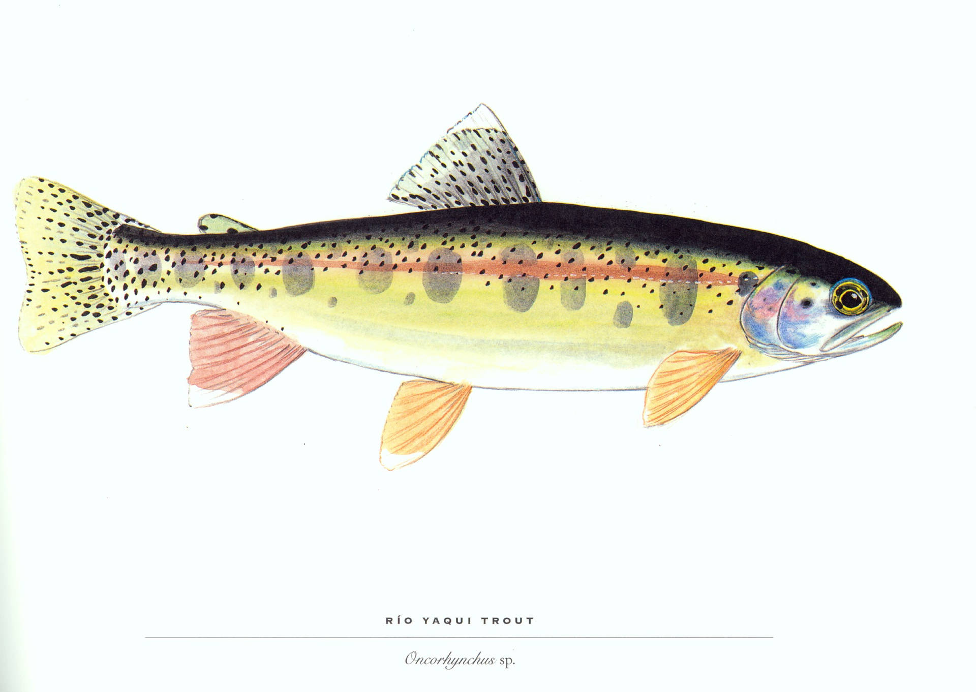 帶有斑點鰭和橙色條紋的里奧亞基鱒魚的科學插圖。