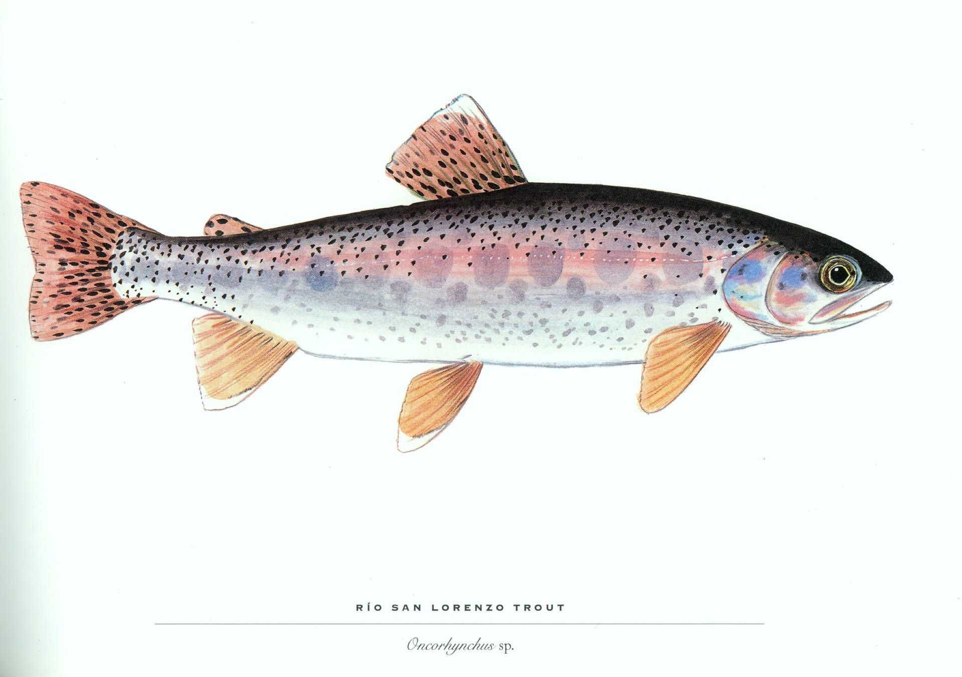 里奧聖洛倫索鱒魚的科學插圖，身體有斑點，魚鰭呈橙色。