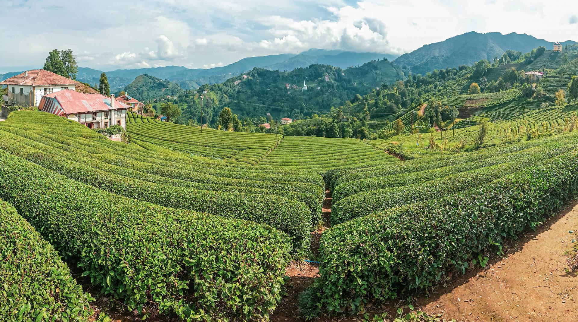 梯田山丘上的茶樹叢，山谷中有紅頂房屋。