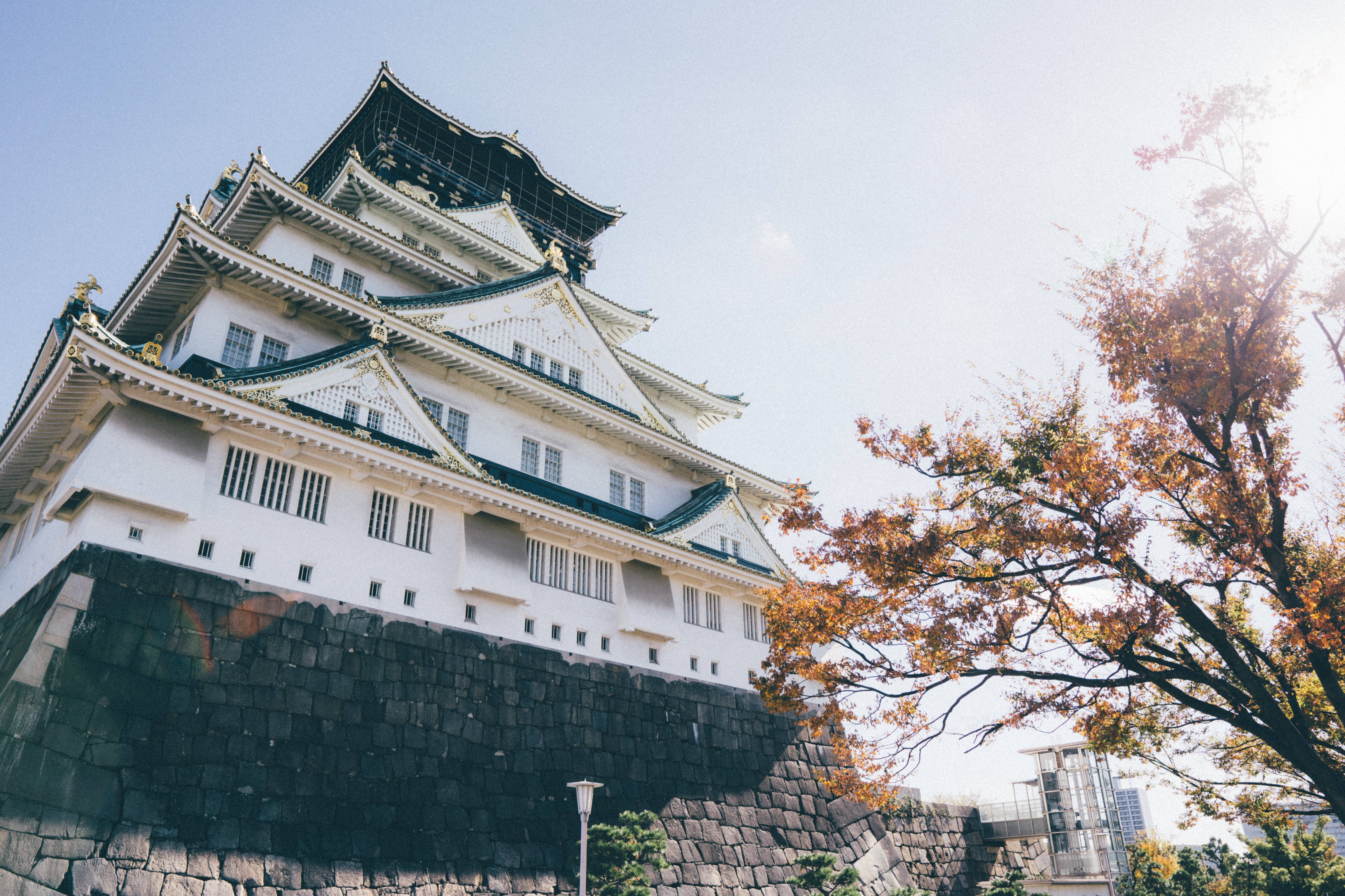 重建大阪城 壁紙 — 一座宏偉的白色日本城堡，深色瓦片屋頂，在清澈的藍天下，被金黃色秋葉的樹木環繞。