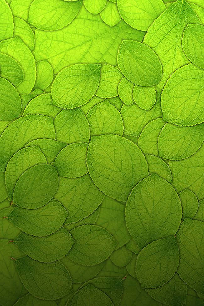 Green Texture 桌布 壁紙 — 重疊嘅鮮綠色樹葉特寫，可見葉脈，形成茂盛嘅自然圖案。