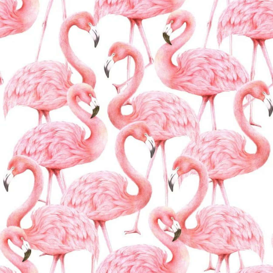Pink Flamingos 桌布 壁紙 — 重複圖案，粉紅色火烈鳥彎曲脖子，襯托在潔白背景上。