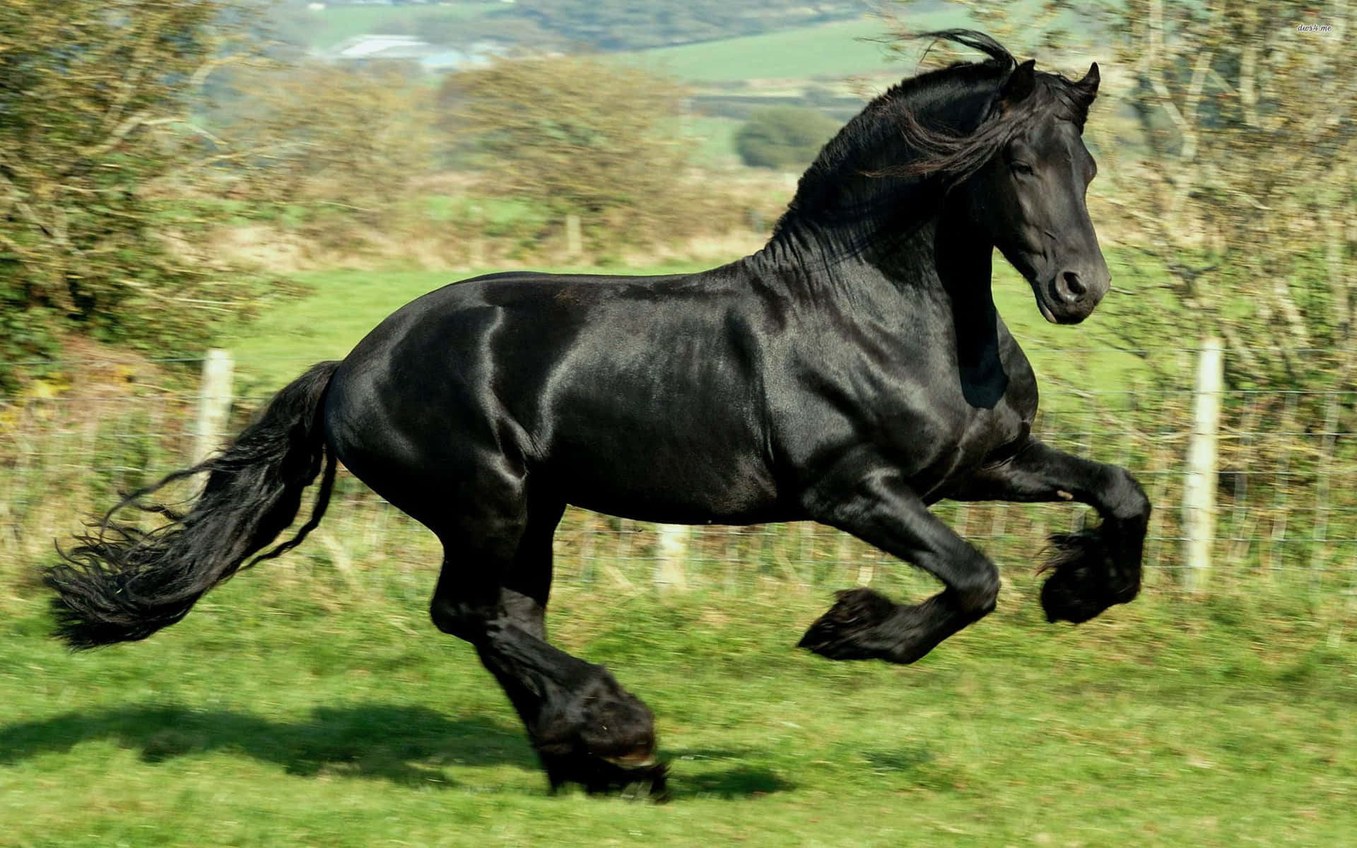 黑弗里斯蘭馬在陽光明媚的綠色牧場上自由奔馳。