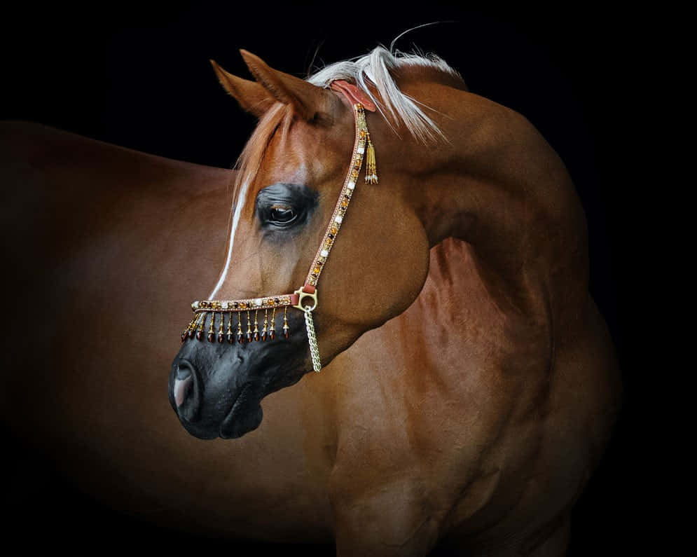 野性而莊嚴，一匹阿拉伯馬奔馳於平原 壁紙 — 一匹雄偉的栗色馬，白色鬃毛，戴著華麗的寶石馬勒，背景是純黑色。