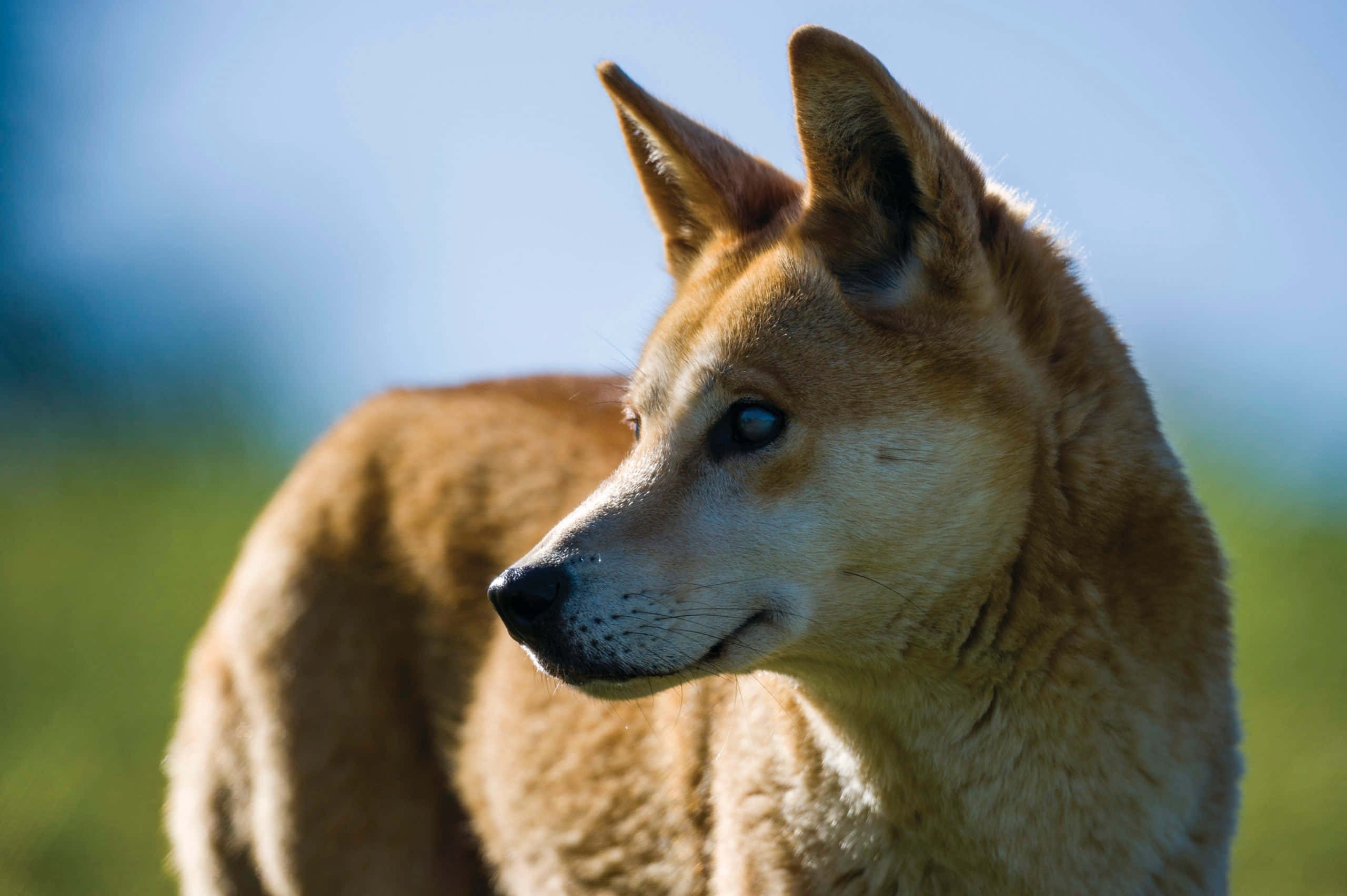 野狗犬科圖 壁紙 — 一隻警覺的澳洲野狗，豎起耳朵，眼神銳利，特寫鏡頭下站在陽光普照的草地上，背景是清澈的藍天。