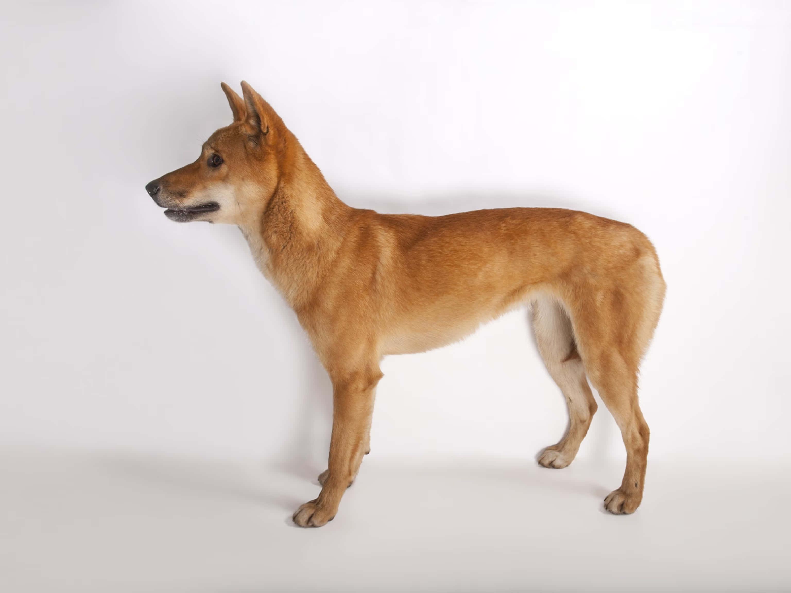 野狗犬隻圖 壁紙 — 一隻光滑的棕褐色狗在純白色工作室背景前側面警覺地站立。