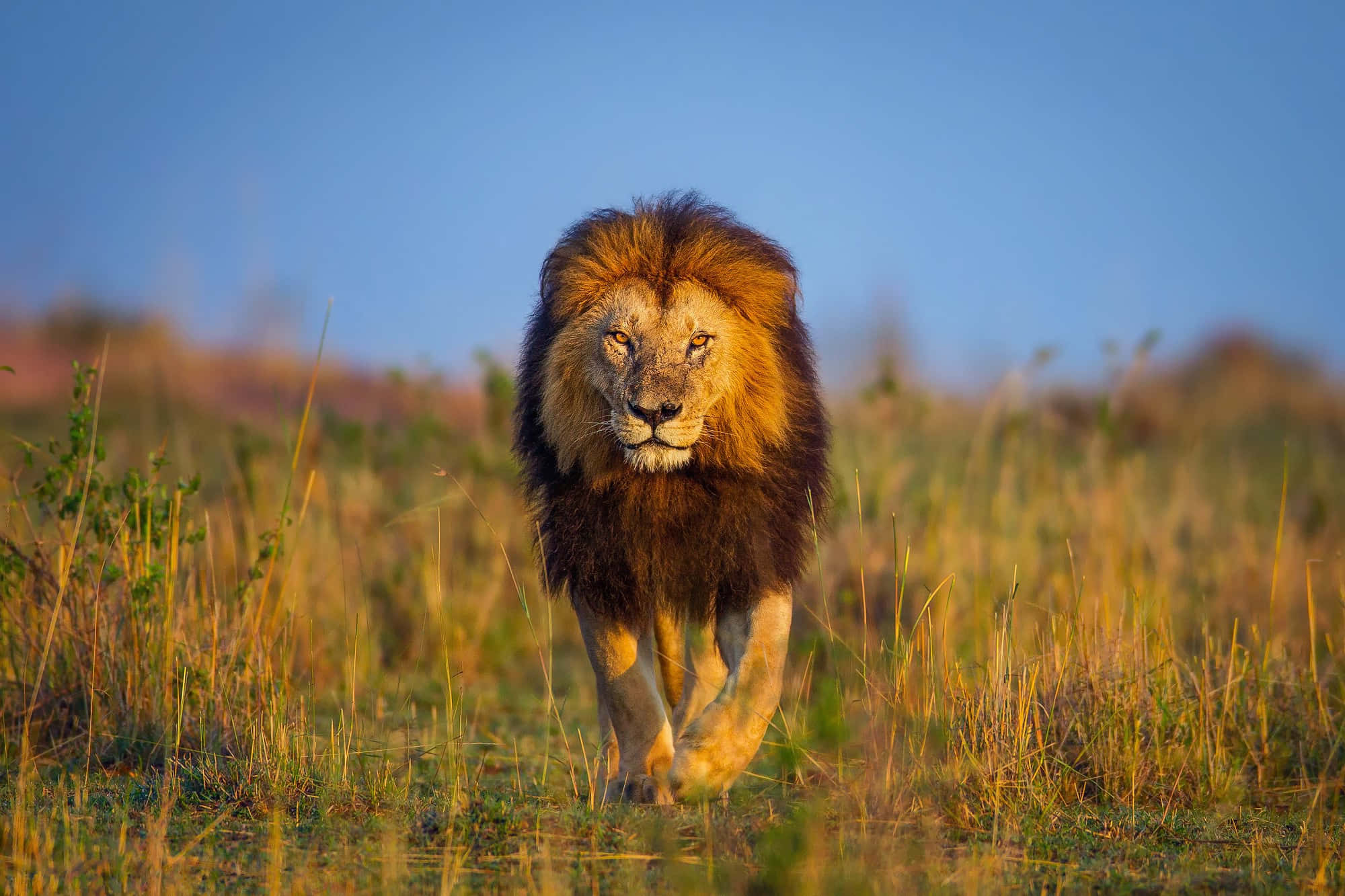 野生動物：獅子在草地上行走 壁紙 — 一頭雄偉的雄獅在金色時光中，自信地穿過金色草地，頭上是清澈的藍天。