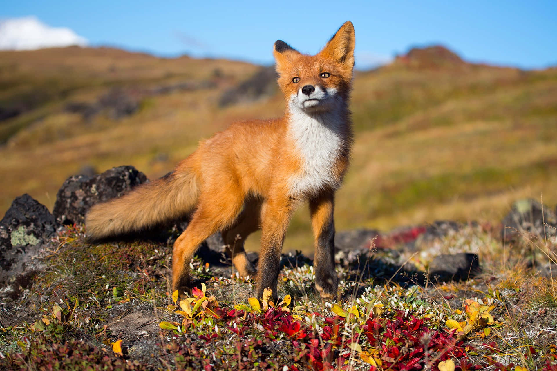 野生動物：紅狐在草地 壁紙 — 一隻充滿活力的紅狐在岩石山坡上警覺地站著，山坡上點綴著秋葉，天空清澈湛藍。