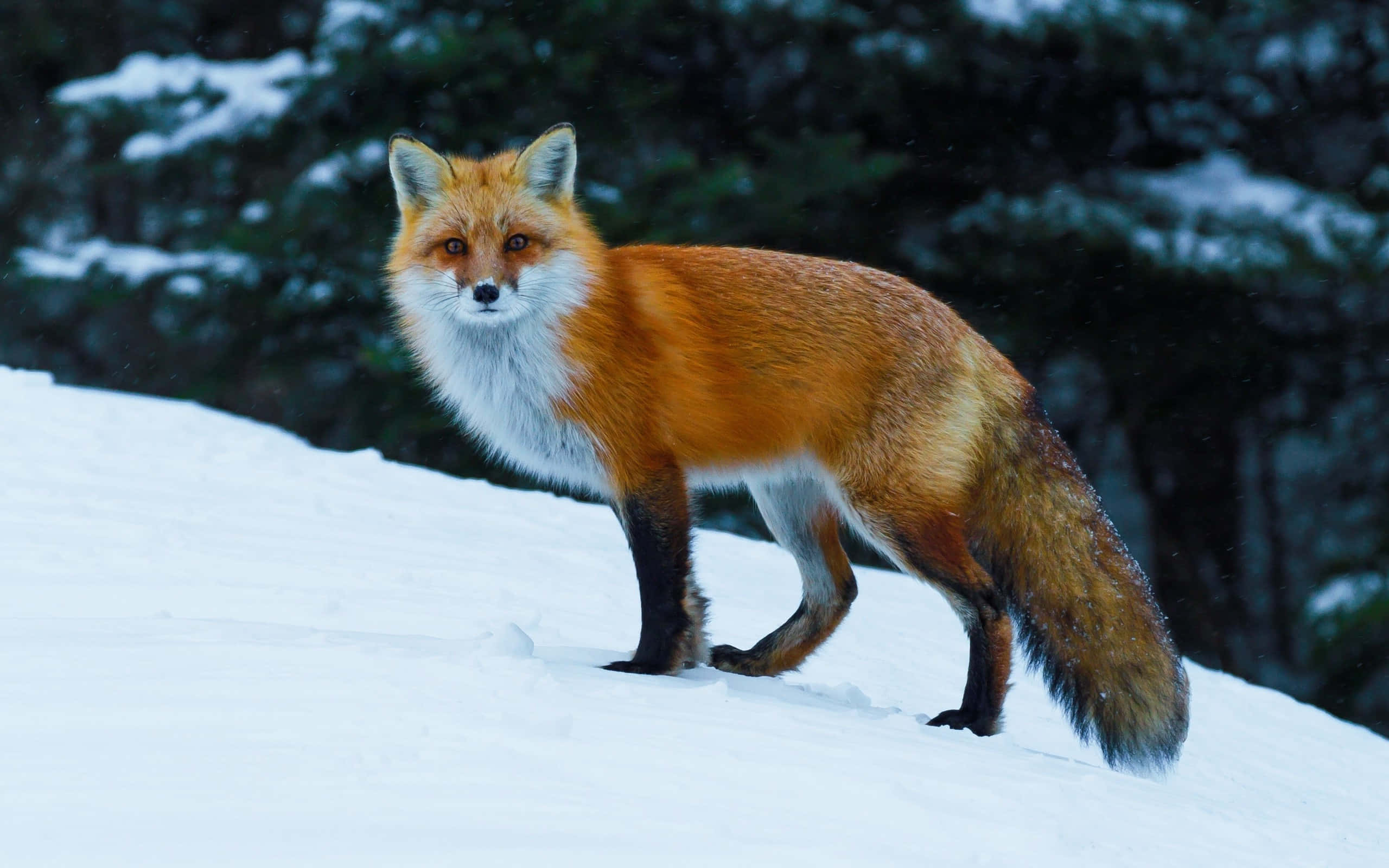 野生動物：紅狐在雪地中 壁紙 — 一隻充滿活力的紅狐警覺地站在雪坡上，背後有深色常綠樹，在柔和的冬日天空下。