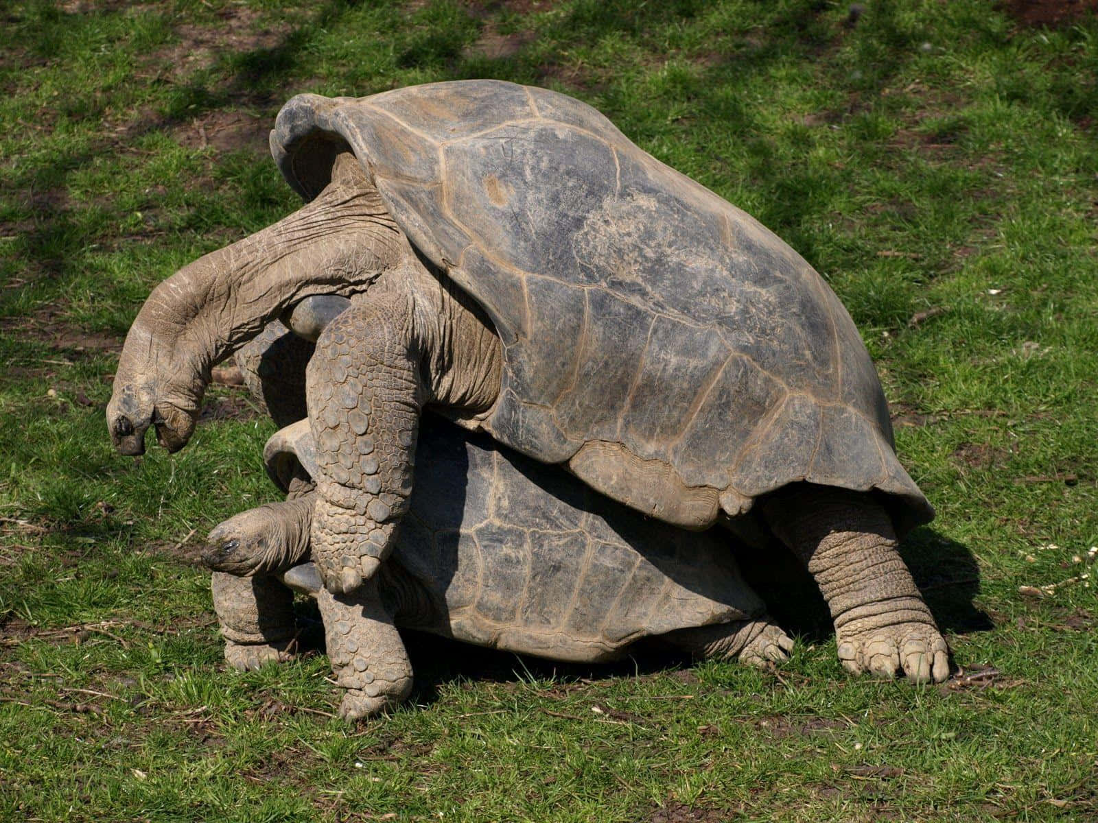 野生動物在自然棲息地的鮮豔風采 壁紙 — 兩隻巨型陸龜在陽光明媚的草地上交配，龜殼有紋理，皮膚皺褶。