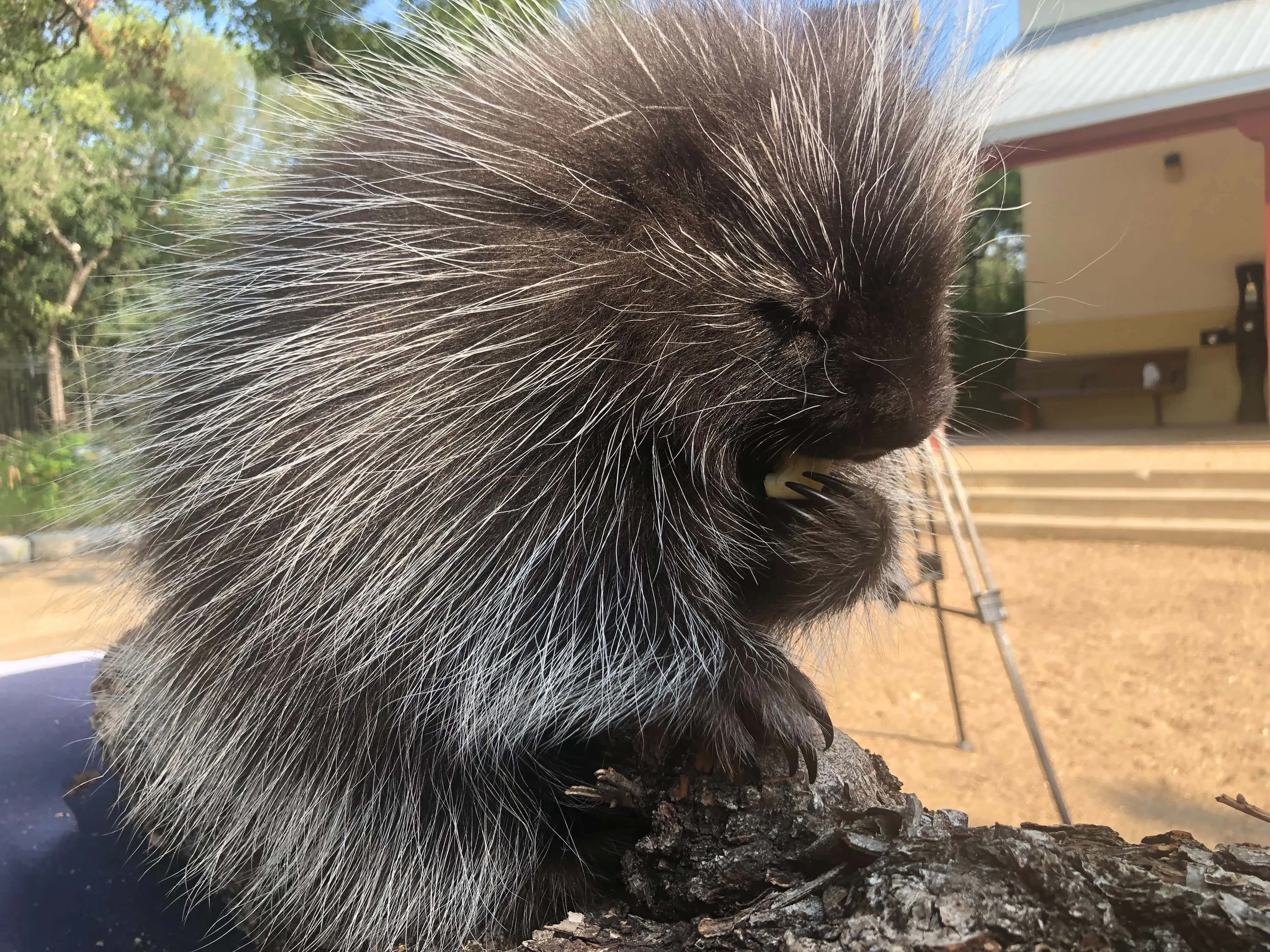 野生動物攝影：獨行豪豬 壁紙 — 一張豪豬的近距離照片，牠有深色和白色的刺，在明亮的日光下戶外啃食一塊食物。