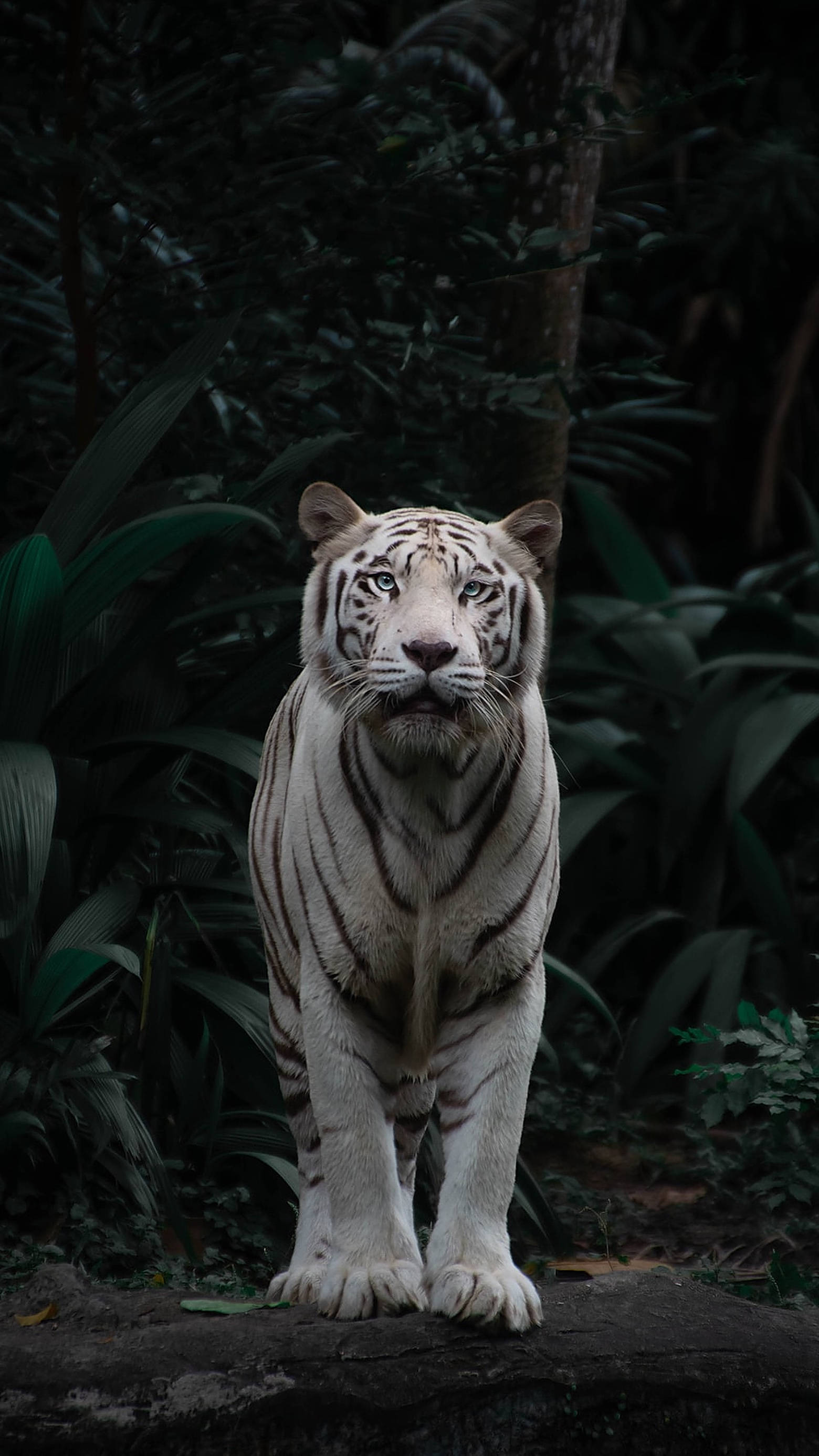 野生動物白虎 壁紙 — 一頭雄偉的白虎站在茂密黑暗叢林的岩石上，其銳利的藍色眼睛鎖定著觀看者。