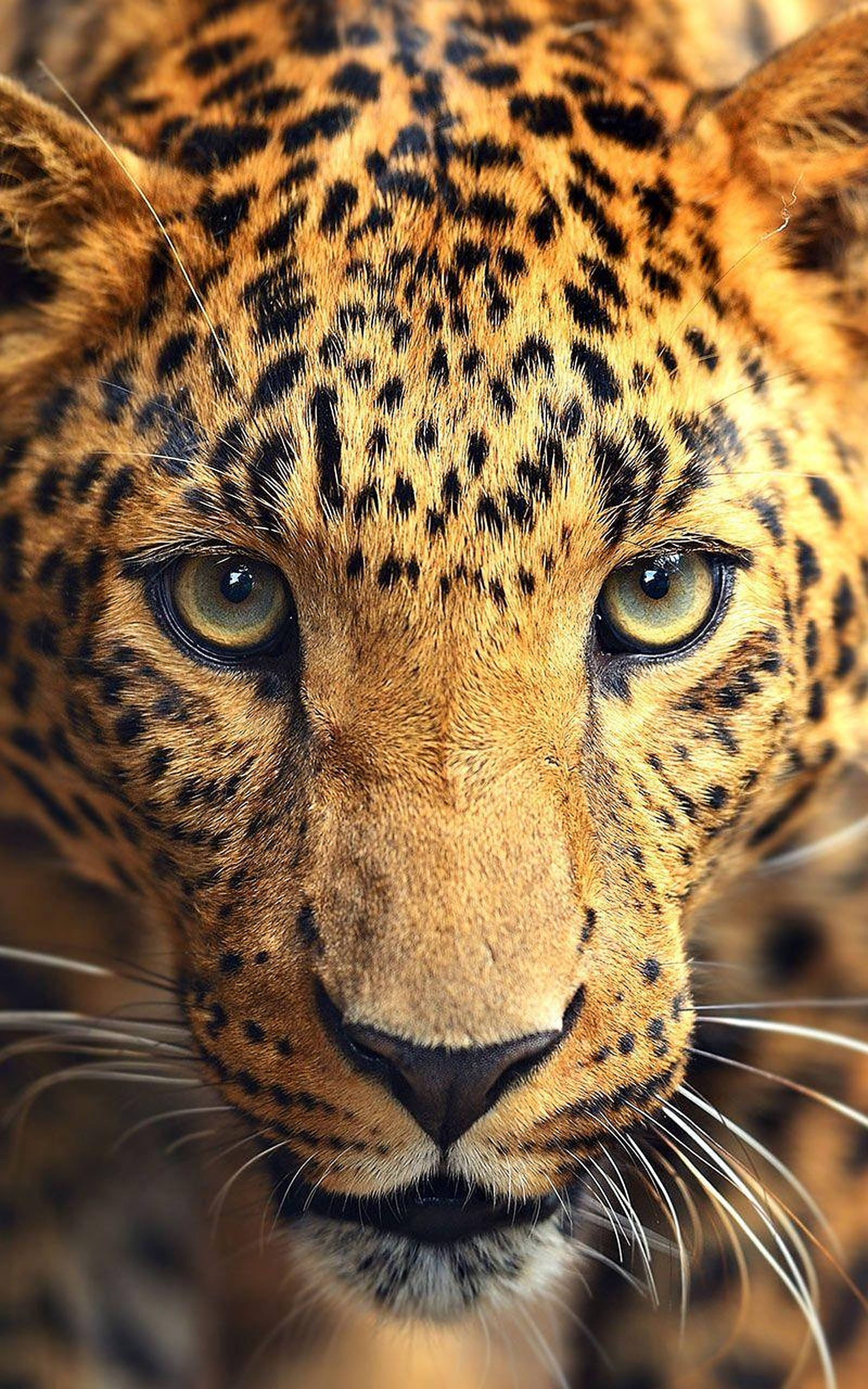 野生動物豹子近距離特寫 壁紙 — 豹臉的強烈特寫，帶有銳利的黃色眼睛和詳細的斑點皮毛。