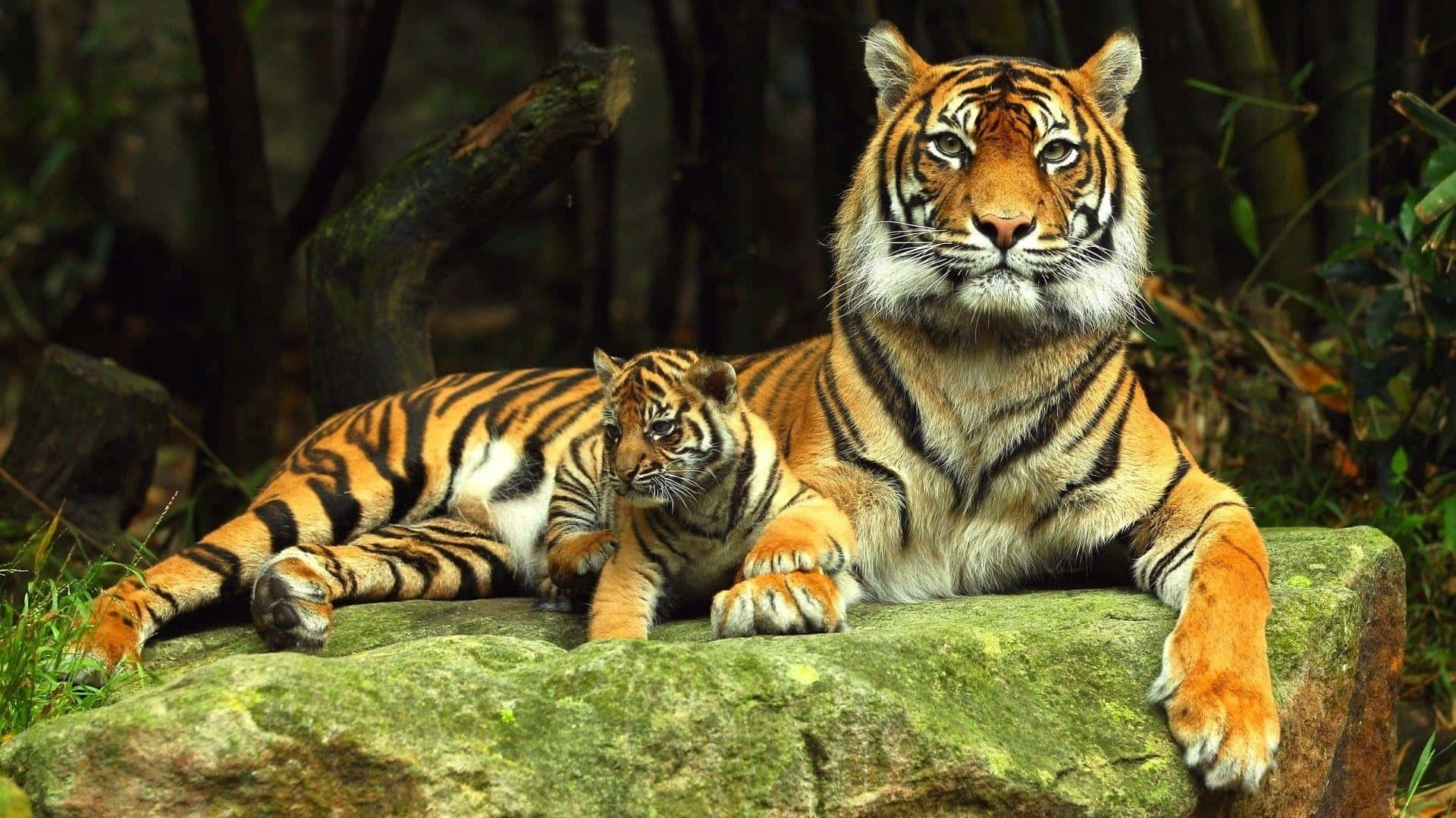 野生動物馬賽克——各種動物的精緻拼貼畫 壁紙 — 一隻威嚴的成年老虎和牠的幼崽一起在茂密森林中長滿苔蘚的岩石上休息，平靜地凝視著觀看者。