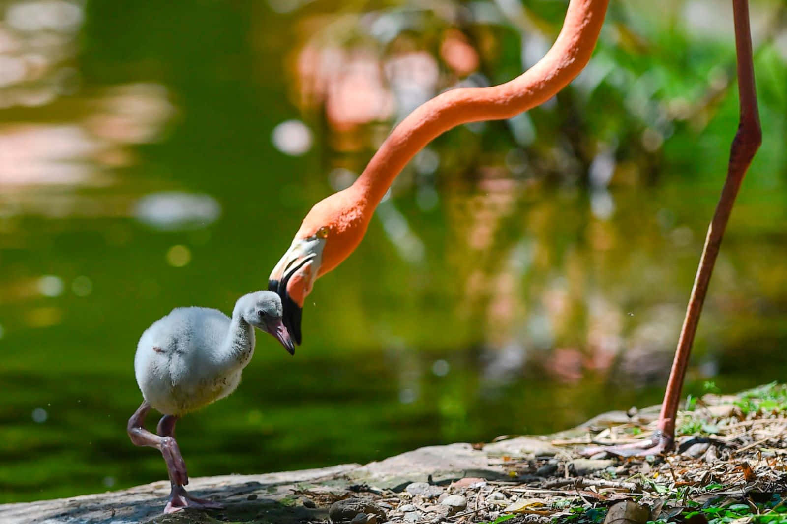 野生幼年動物 壁紙 — 一隻充滿活力的成年火烈鳥彎下腰，在陽光普照的池塘邊輕蹭一隻毛茸茸的灰色雛鳥。